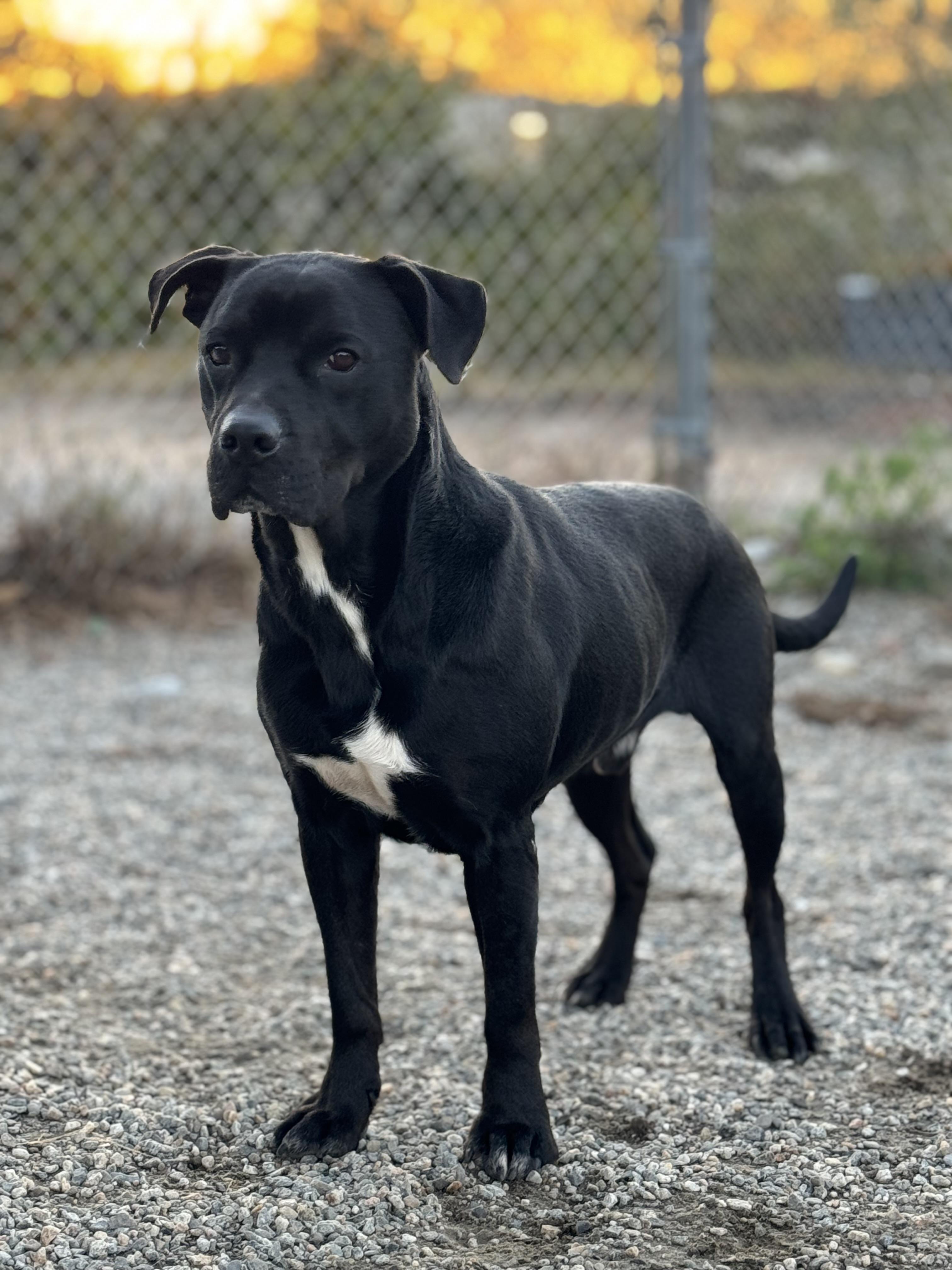 Gaara, a Adoptable mixed breed in Willimantic, CT image 5/6