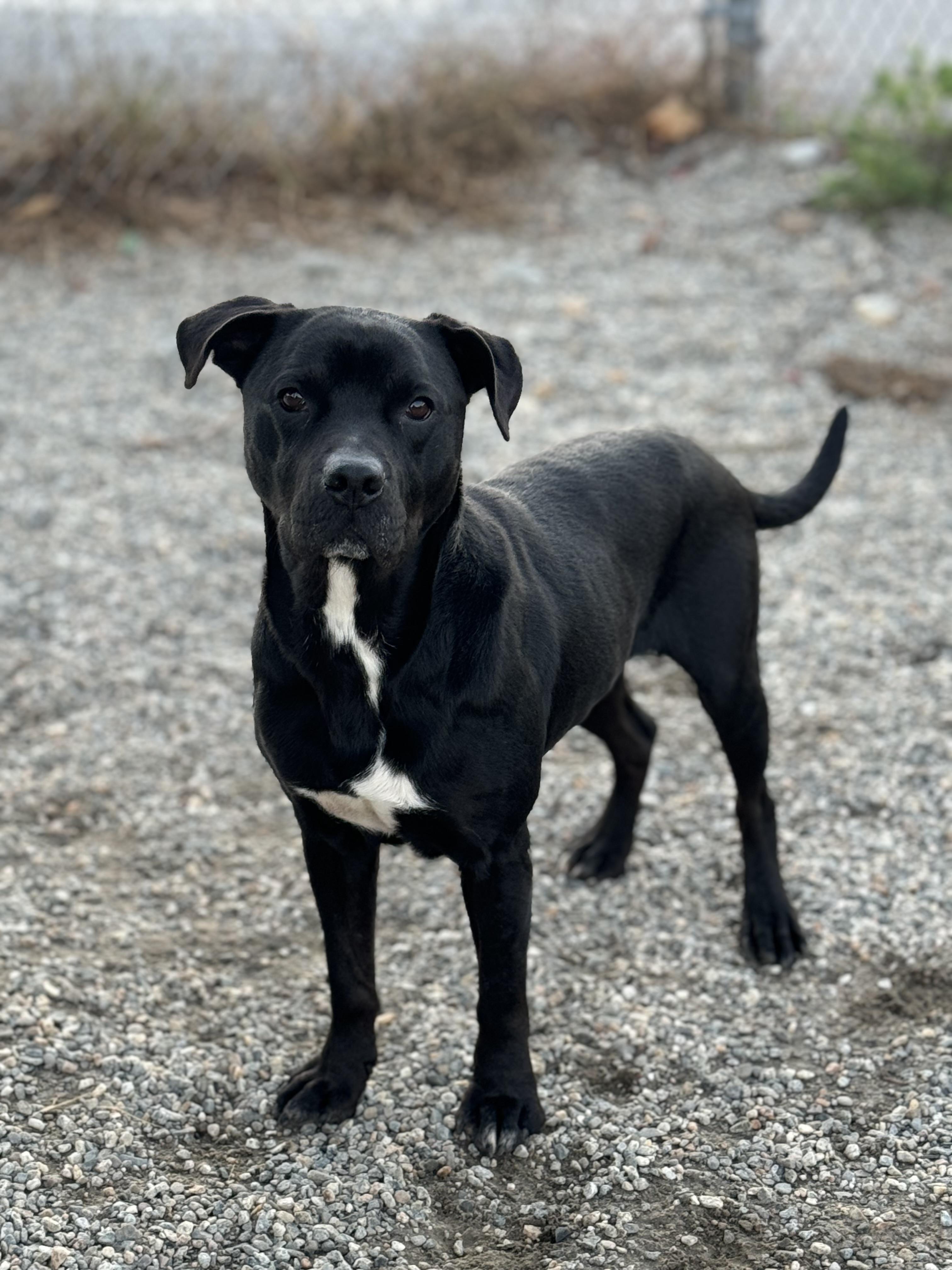 Gaara, a Adoptable mixed breed in Willimantic, CT image 2/6