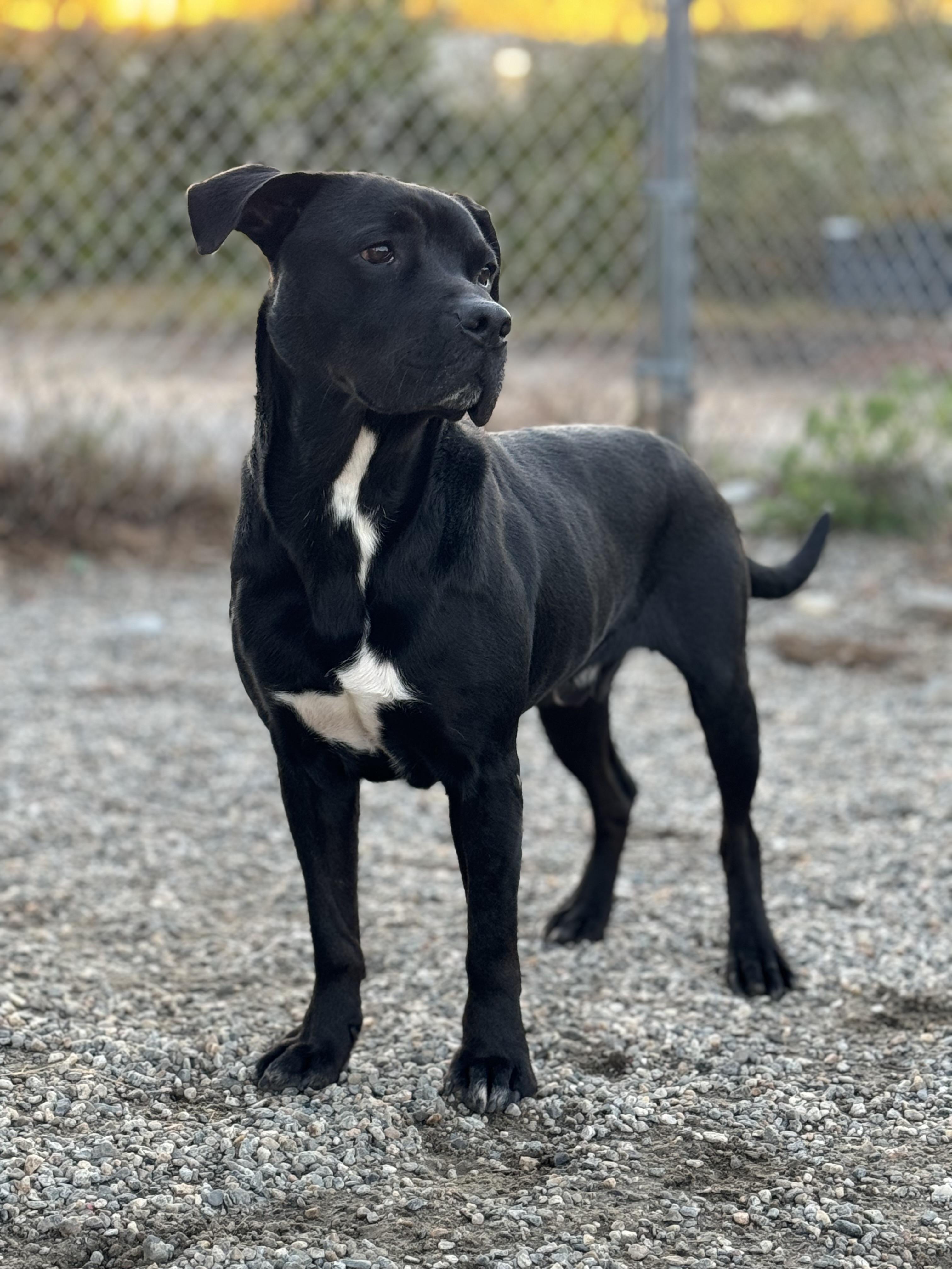 Gaara, a Adoptable mixed breed in Willimantic, CT image 1/6
