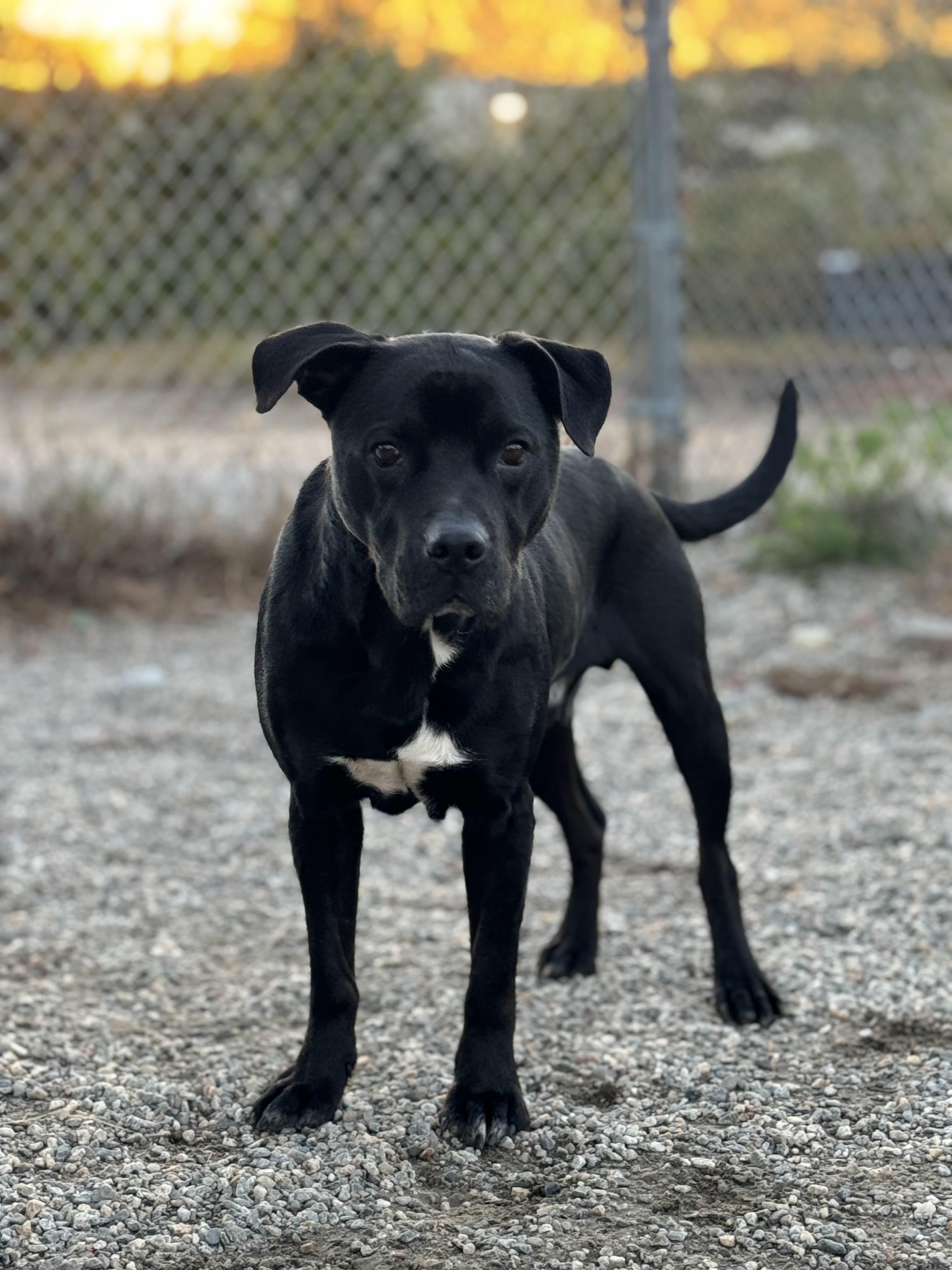 Gaara, a Adoptable mixed breed in Willimantic, CT image 3/6