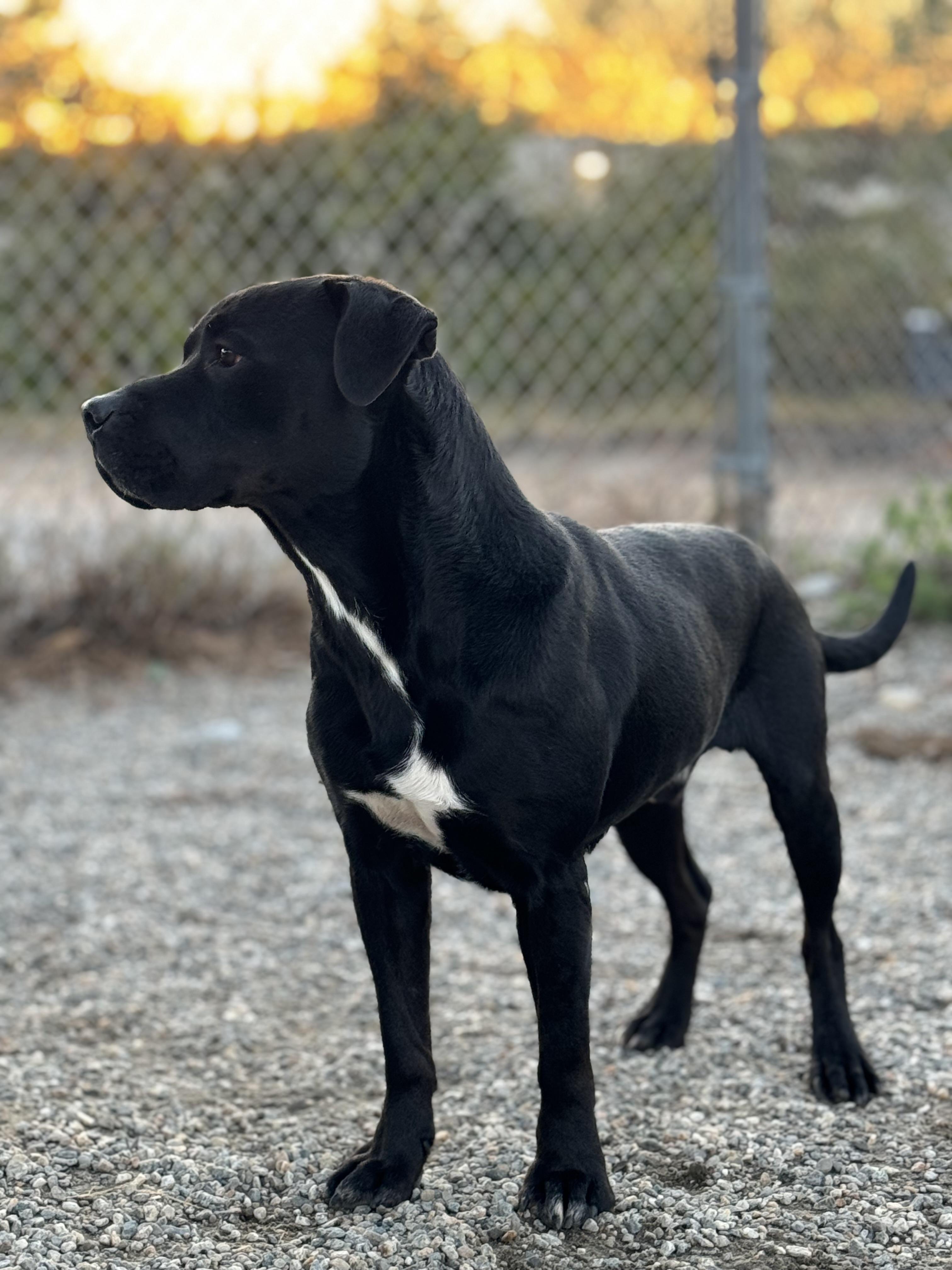 Gaara, a Adoptable mixed breed in Willimantic, CT image 4/6
