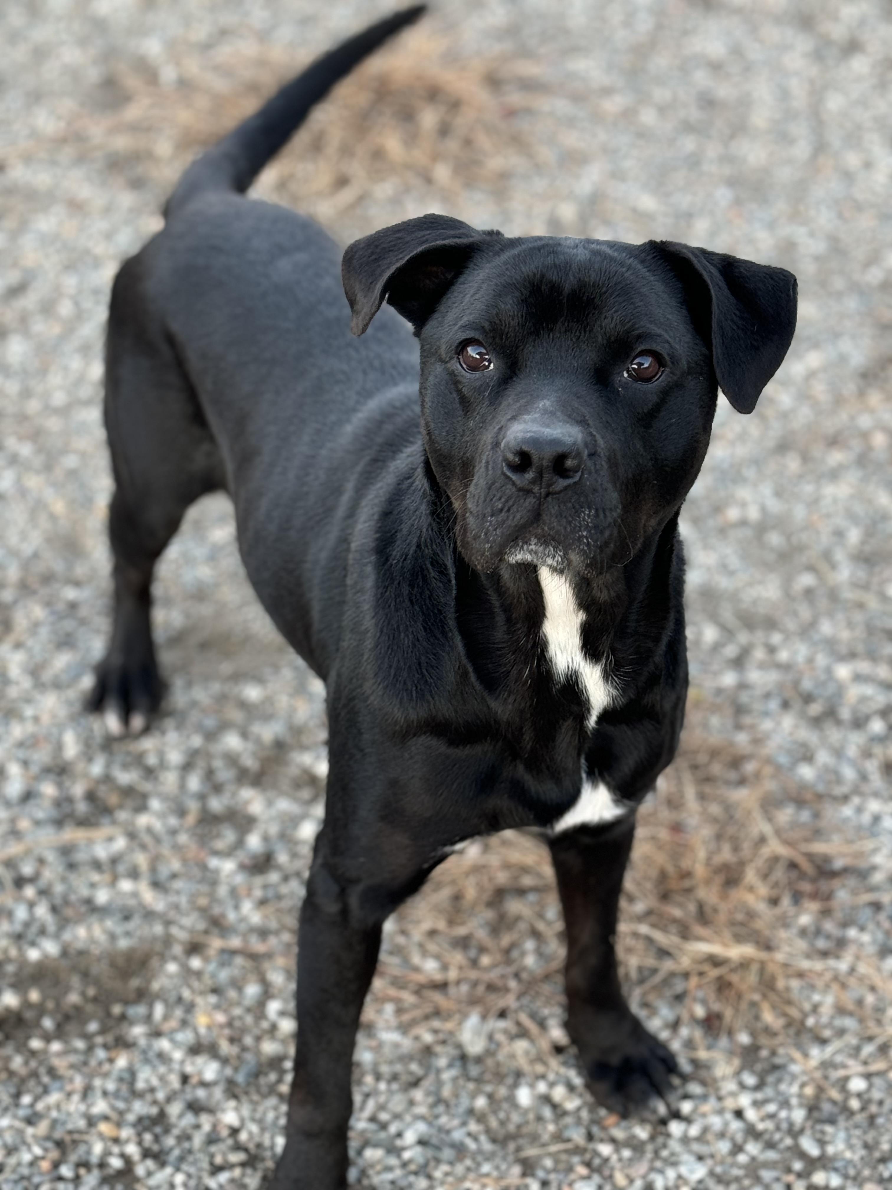 Gaara, a Adoptable mixed breed in Willimantic, CT image 6/6