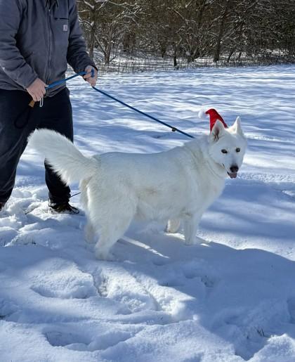 Nala, Adoptable, Adult Female Mixed Breed & Mixed Breed.