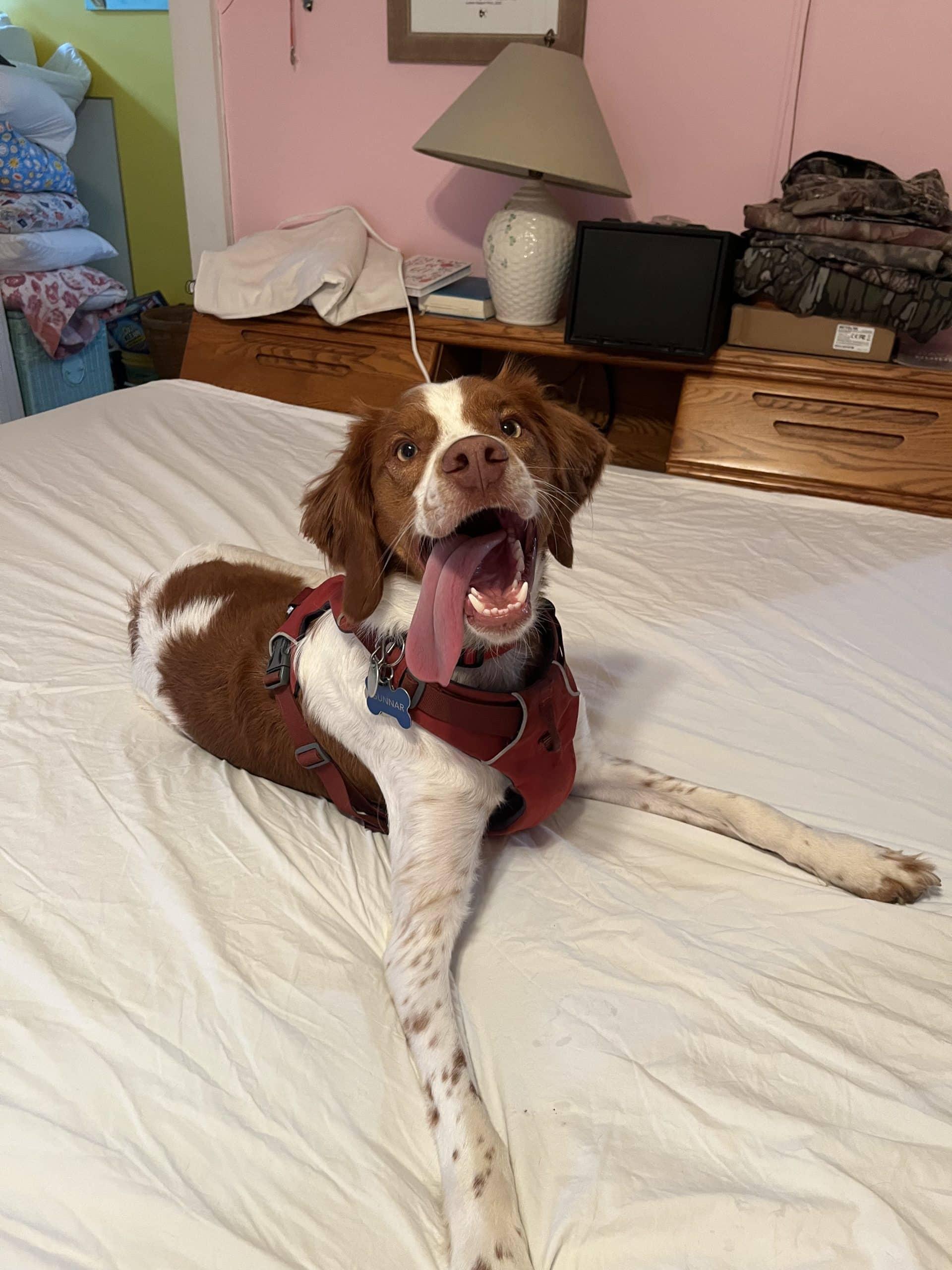 Enlarge GUNNER - 20041116 - MI, an adopted Brittany Spaniel in Sugar Grove, IL image 1/4