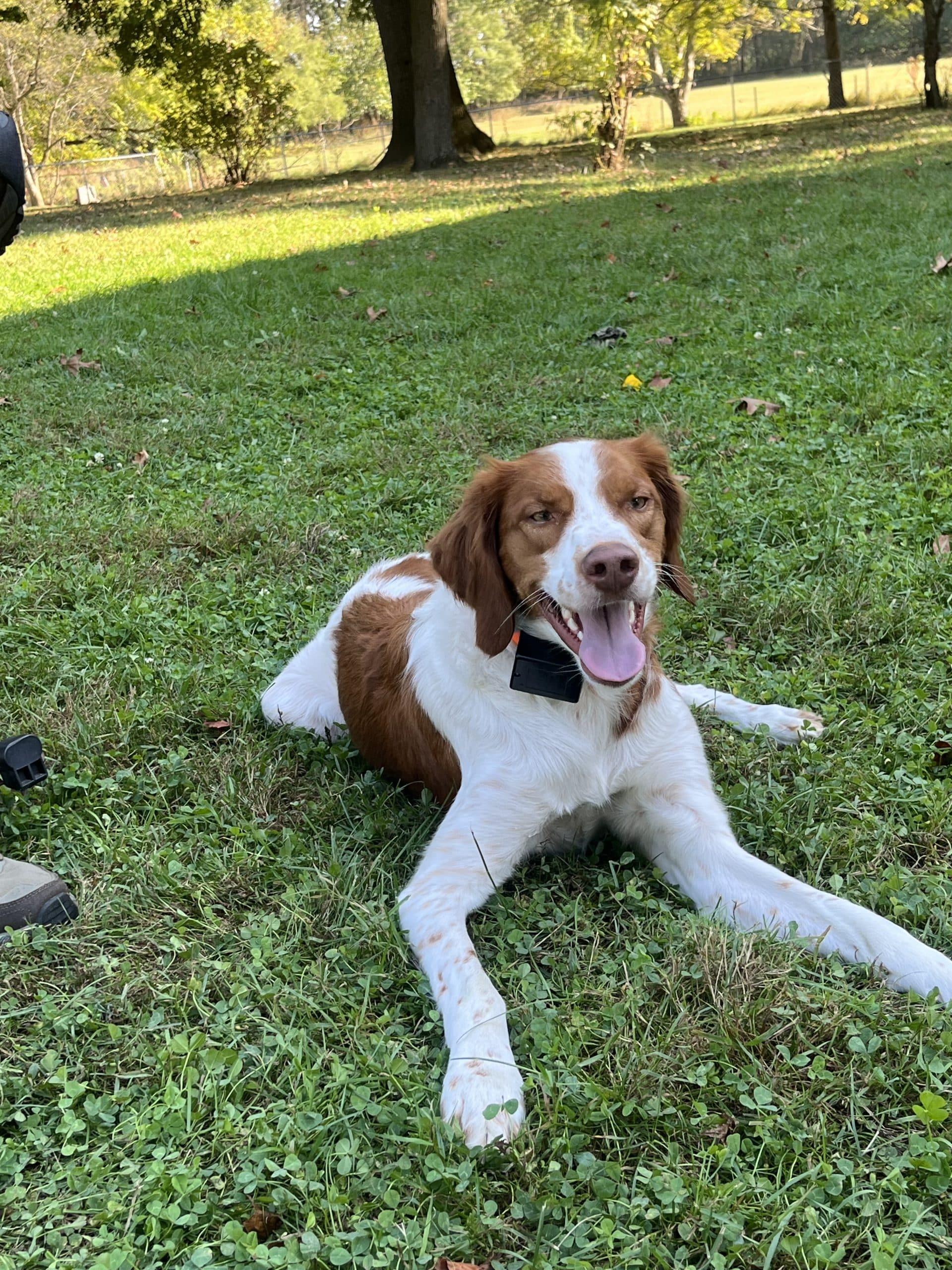 Enlarge GUNNER - 20041116 - MI, an adopted Brittany Spaniel in Sugar Grove, IL image 2/4