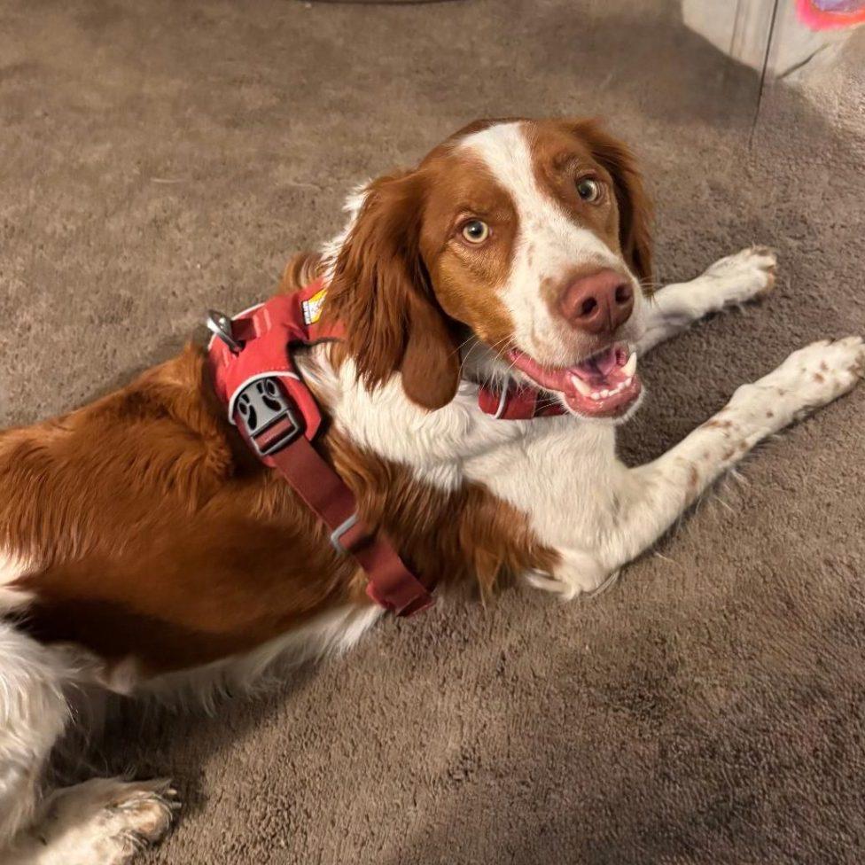 Enlarge GUNNER - 20041116 - MI, an adopted Brittany Spaniel in Sugar Grove, IL image 4/4