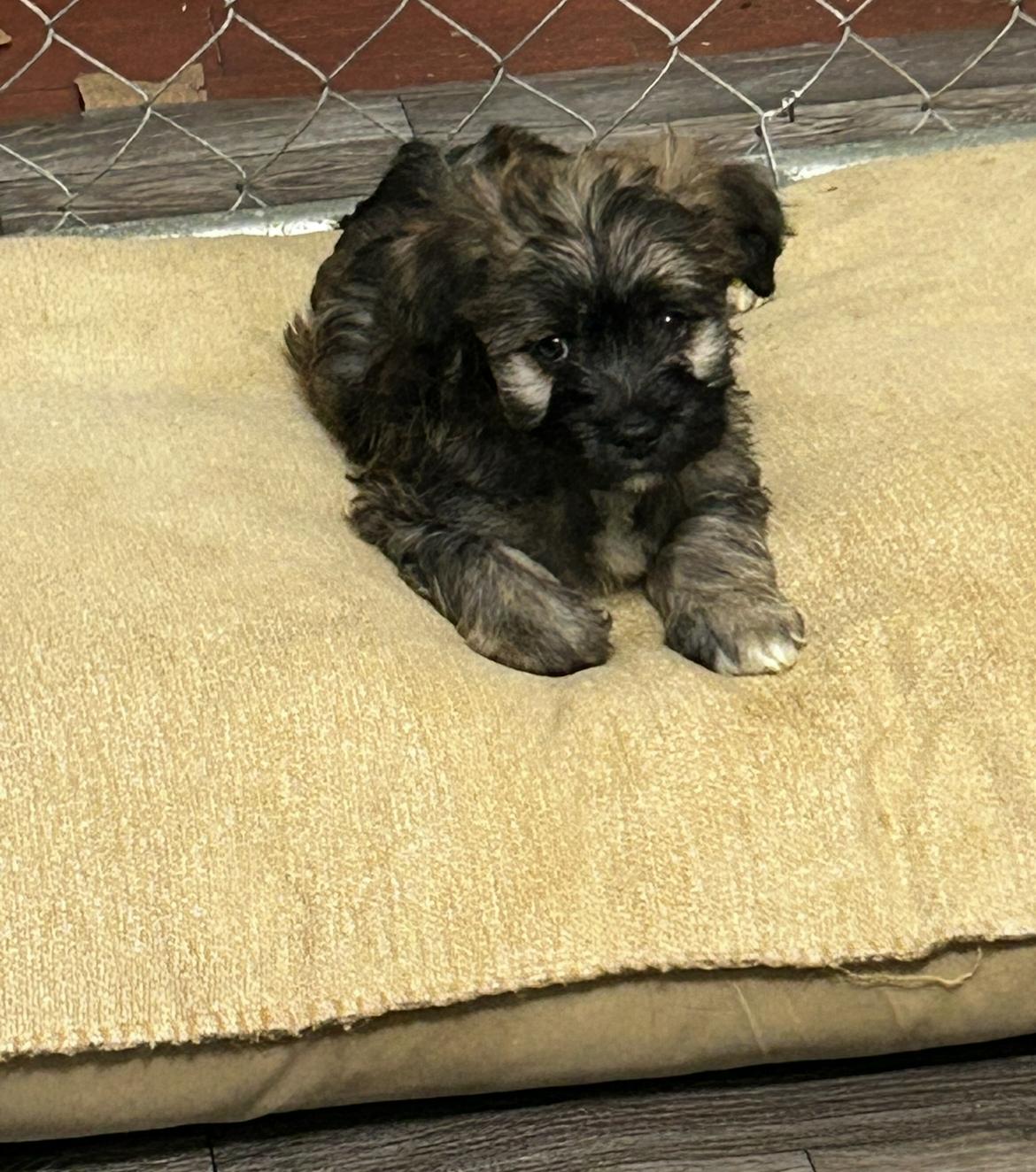 Penny, adopted, Puppy Female Terrier & Labrador Retriever.