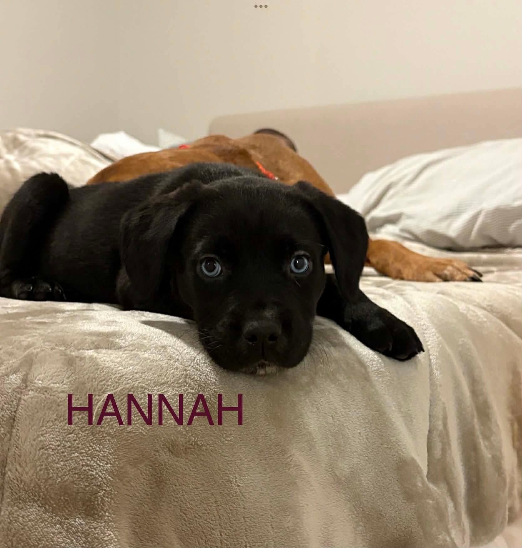 Hannah, adopted, Puppy Female Mastiff.