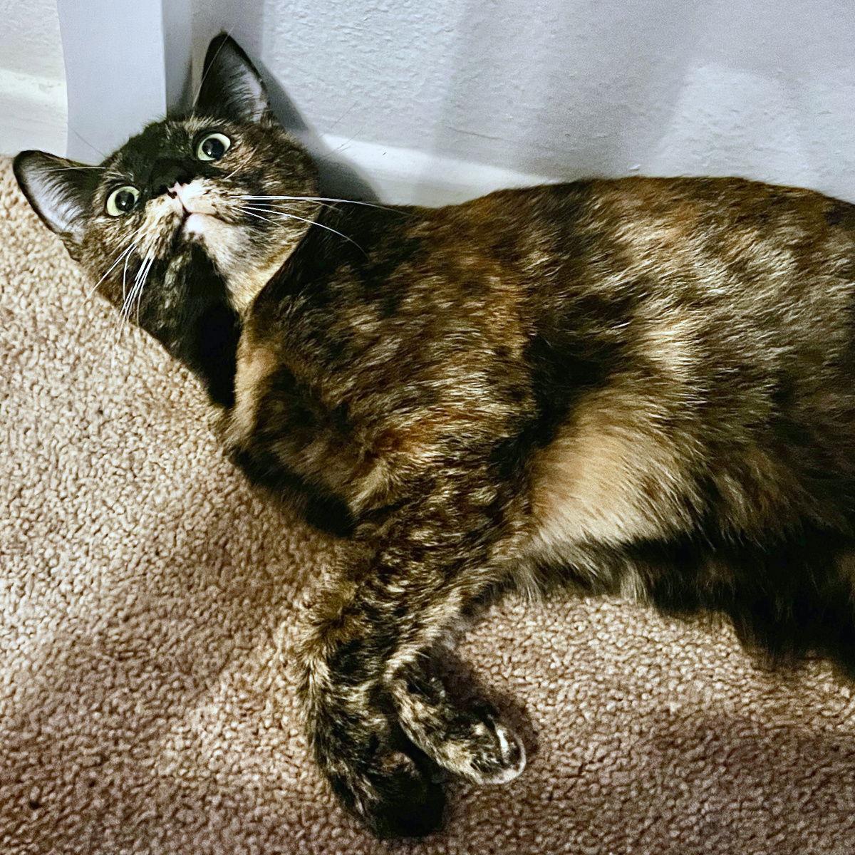 Enlarge Merryweather, a Adopted Domestic Short Hair in Ventura, CA image 1/3