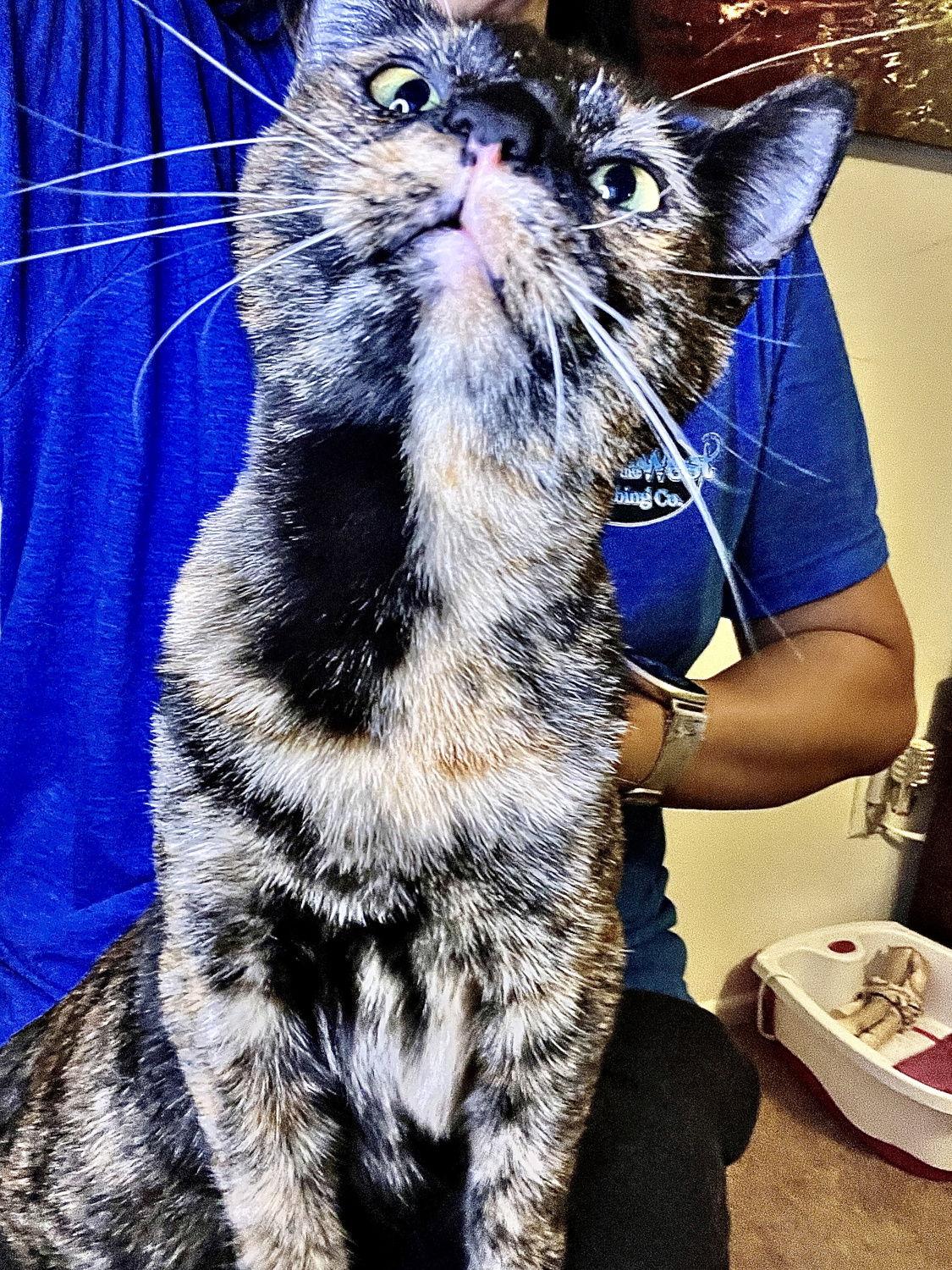 Enlarge Merryweather, a Adopted Domestic Short Hair in Ventura, CA image 2/3