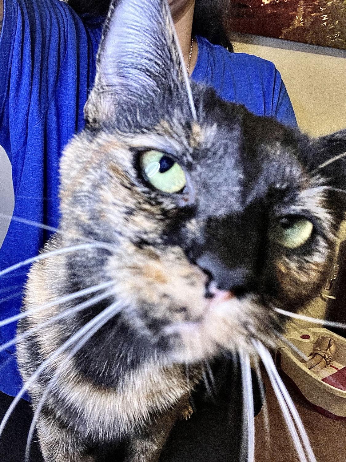 Enlarge Merryweather, a Adopted Domestic Short Hair in Ventura, CA image 3/3