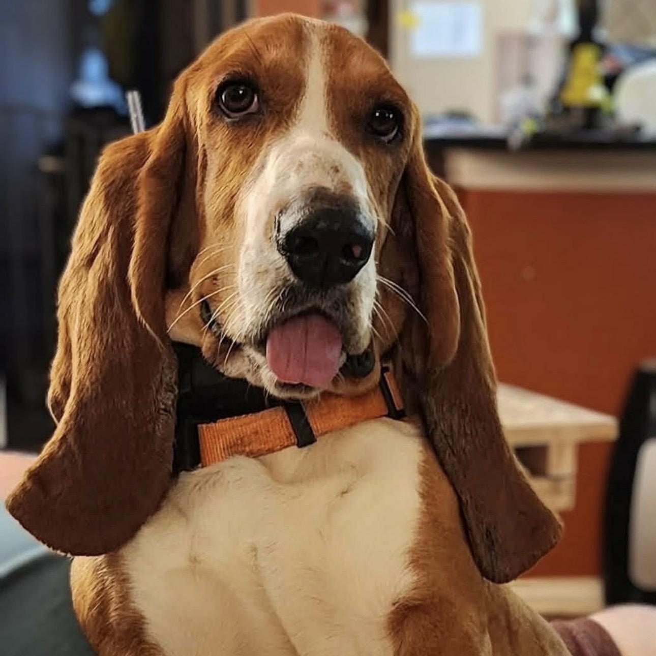Winston, adopted, Adult Male Basset Hound.