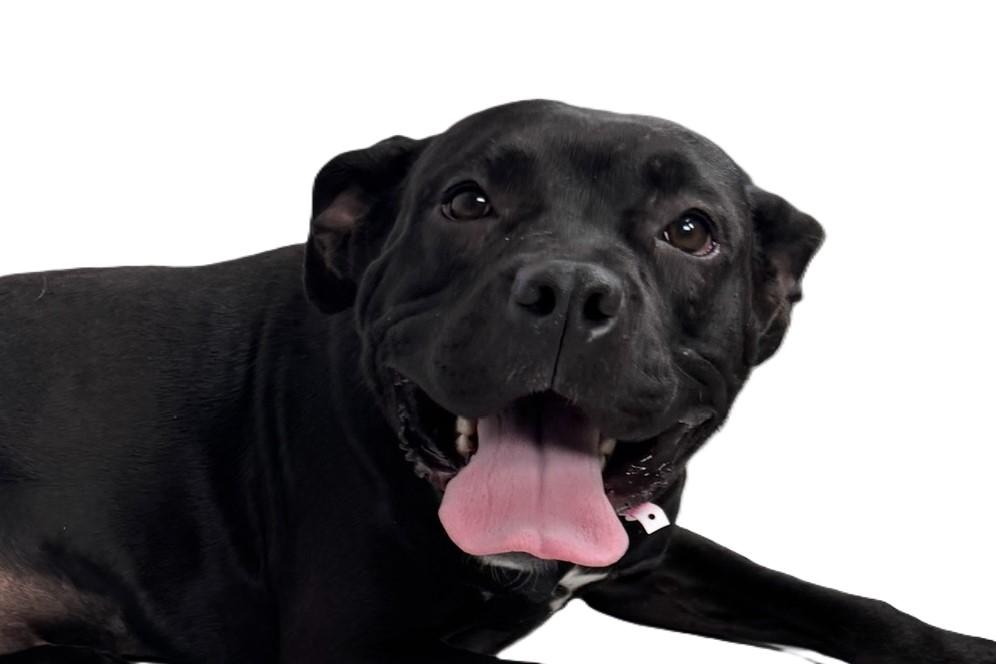 SHADOW, Adoptable, Young Female Pit Bull Terrier & Mixed Breed.