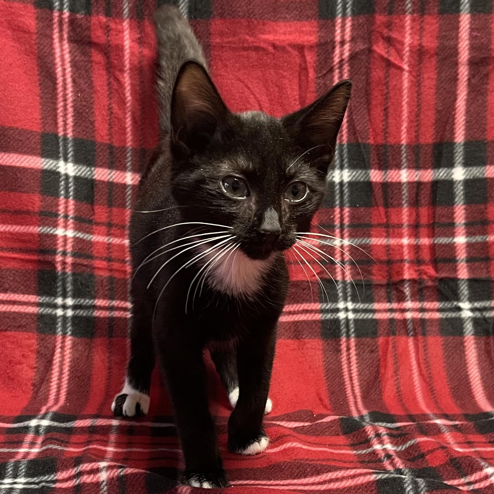 Sir Purr, a Adoptable Tuxedo in Kannapolis , NC image 1/4