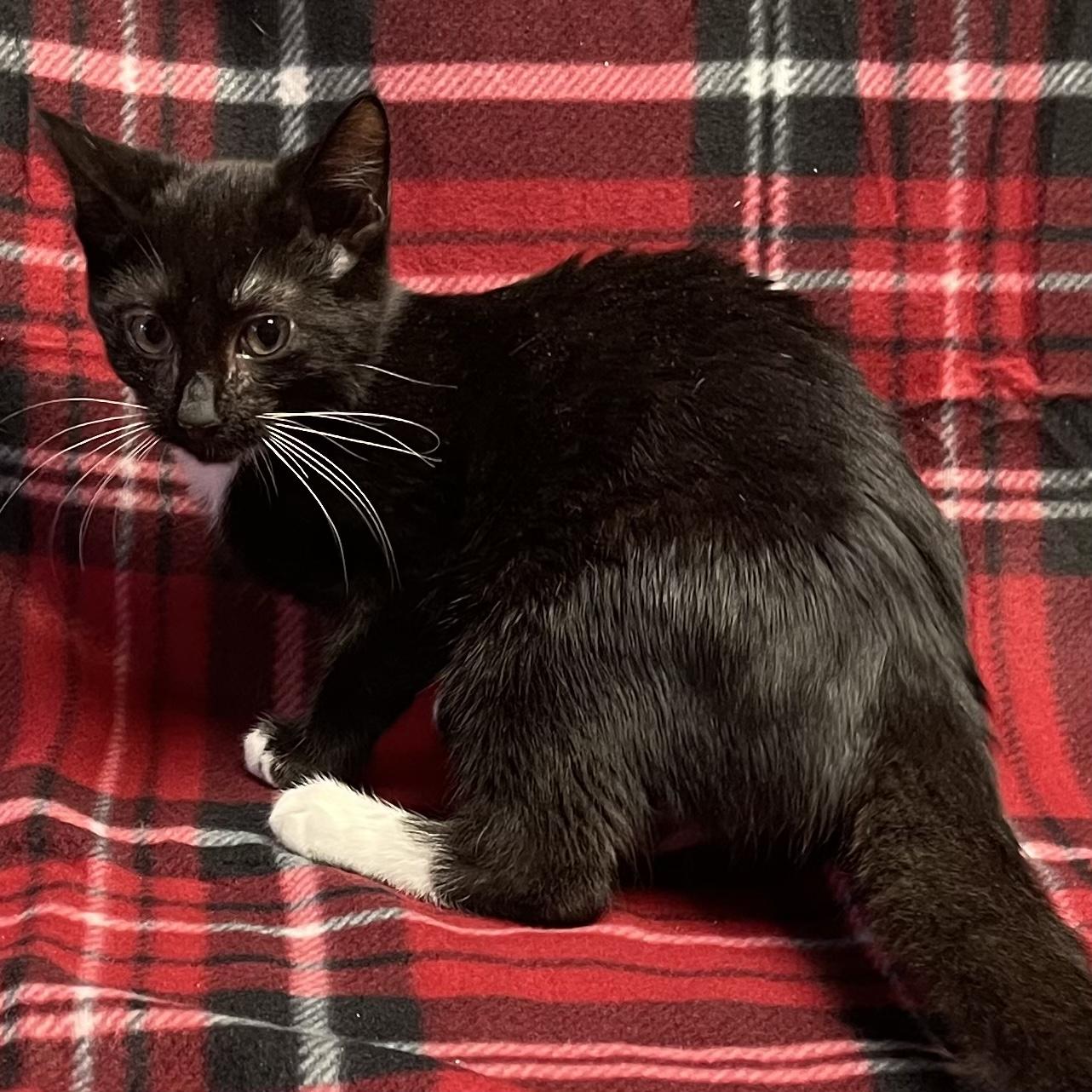 Sir Purr, a Adoptable Tuxedo in Kannapolis , NC image 2/4