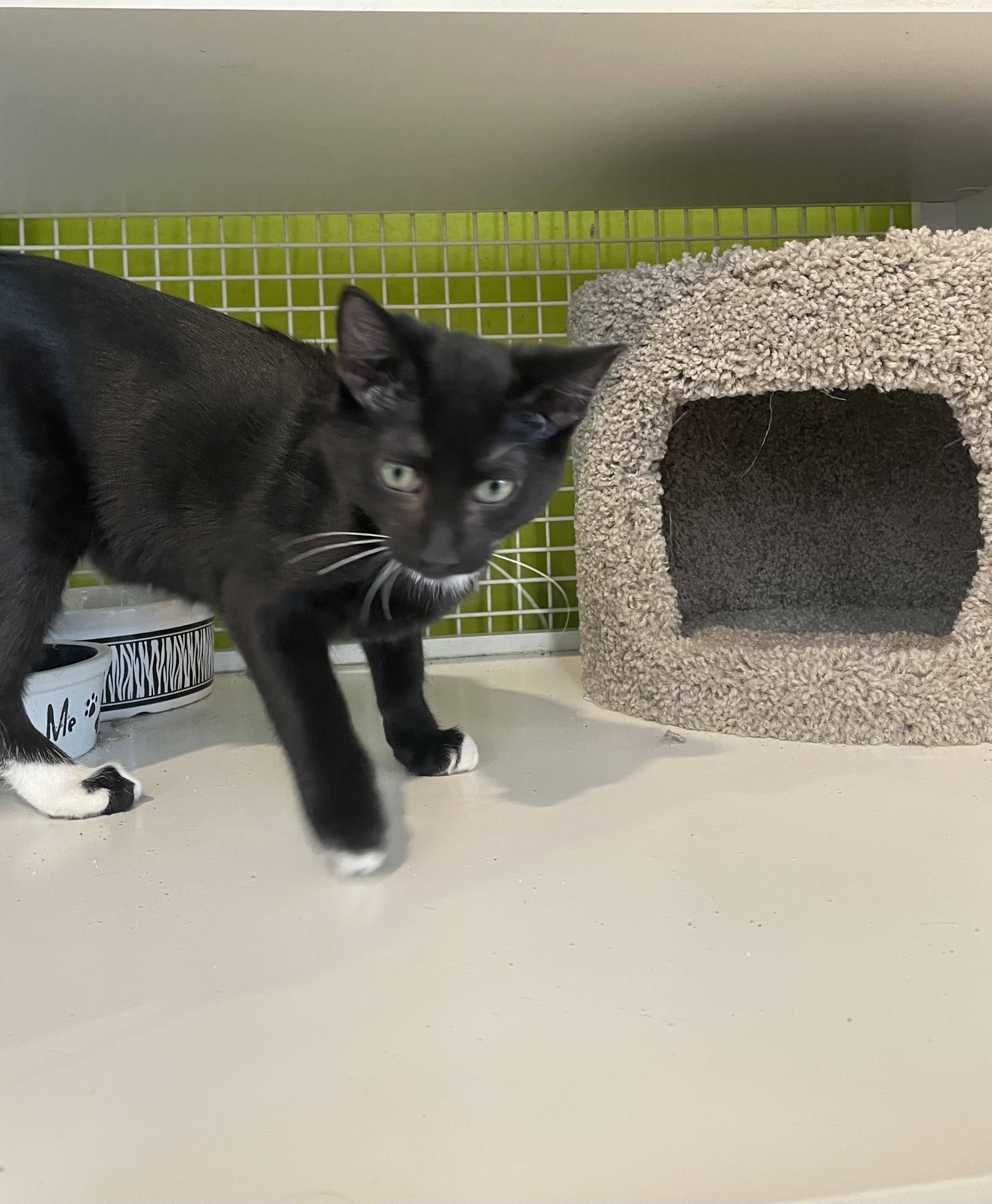 Enlarge Sir Purr, a Adoptable Tuxedo in Kannapolis , NC image 4/6
