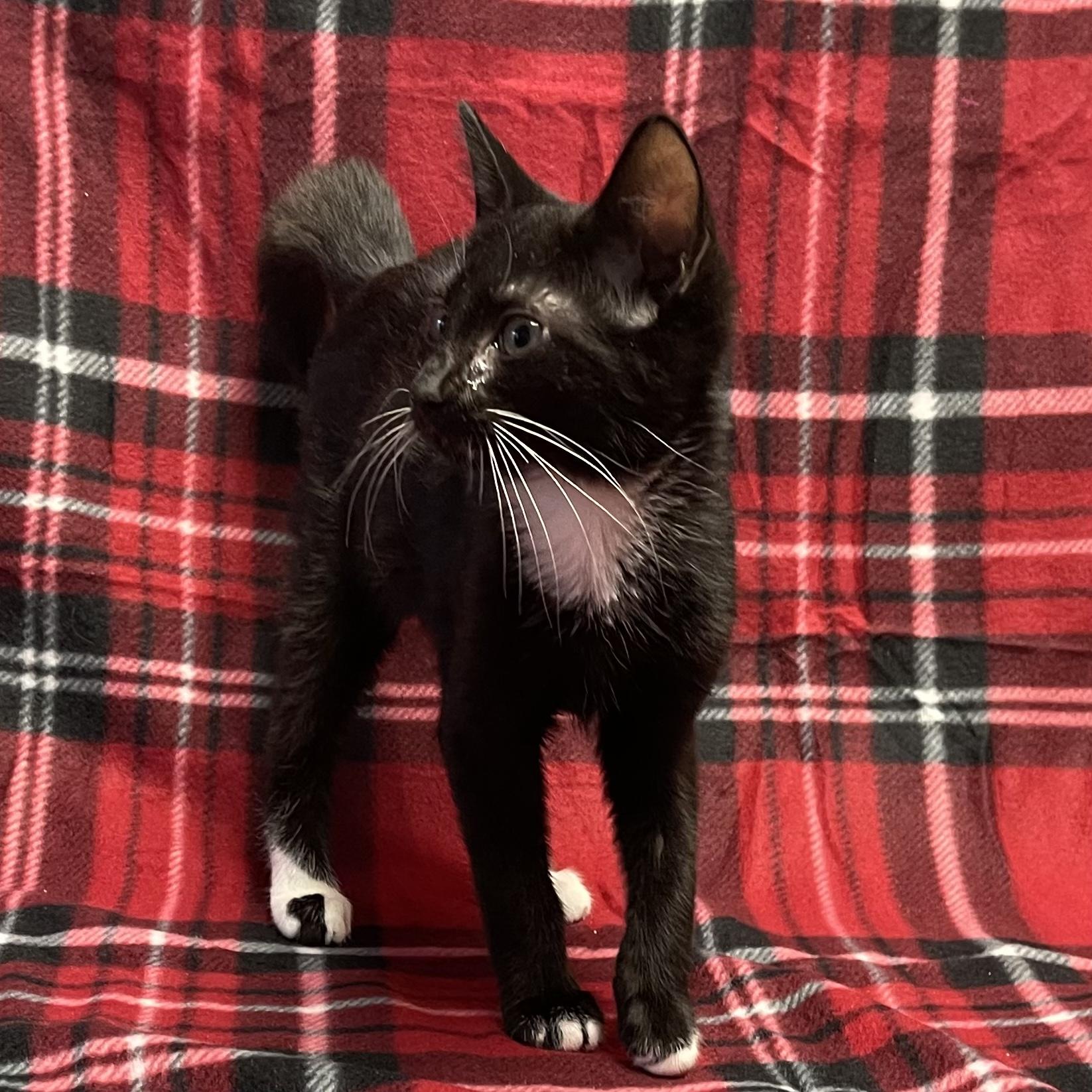 Sir Purr, a Adoptable Tuxedo in Kannapolis , NC image 3/4