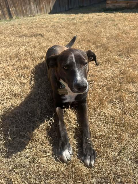 Enlarge Cowboy, a Adoptable mixed breed in Vernon, CT image 4/6