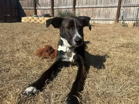 Cowboy, Adoptable, Puppy Male Labrador Retriever.