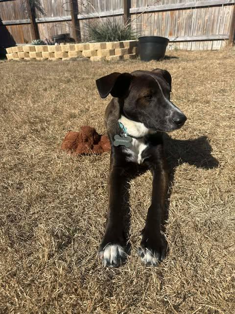 Enlarge Cowboy, a Adoptable mixed breed in Vernon, CT image 2/6