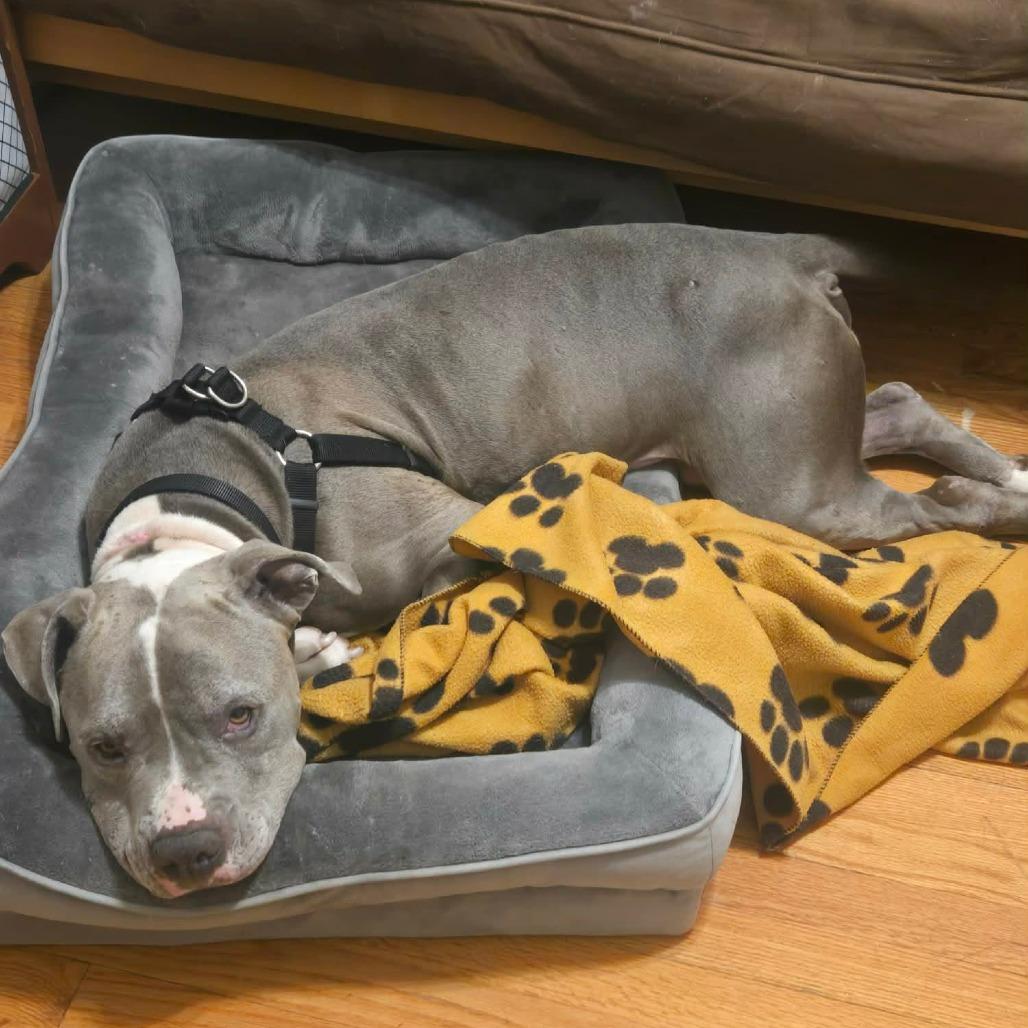 Nitro Nelly — thumbnail 2