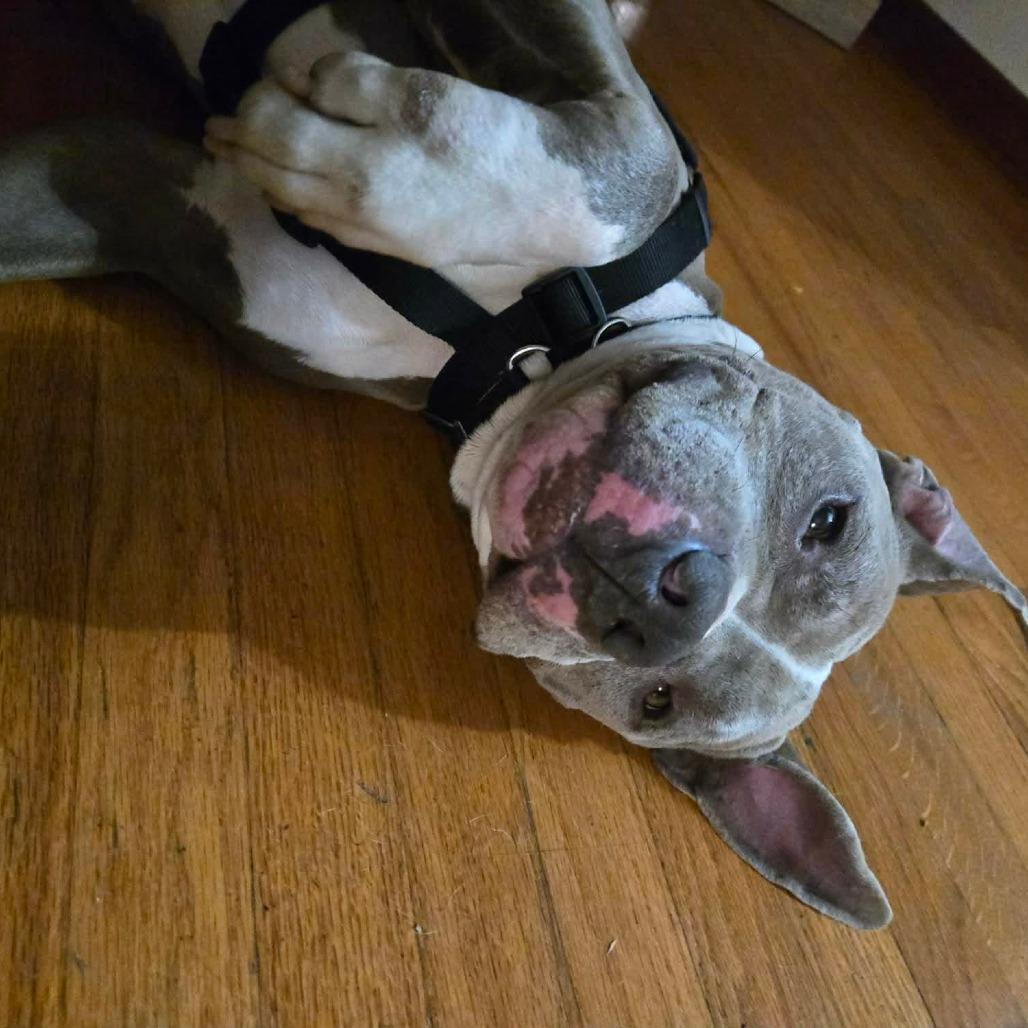 Nitro Nelly — thumbnail 3