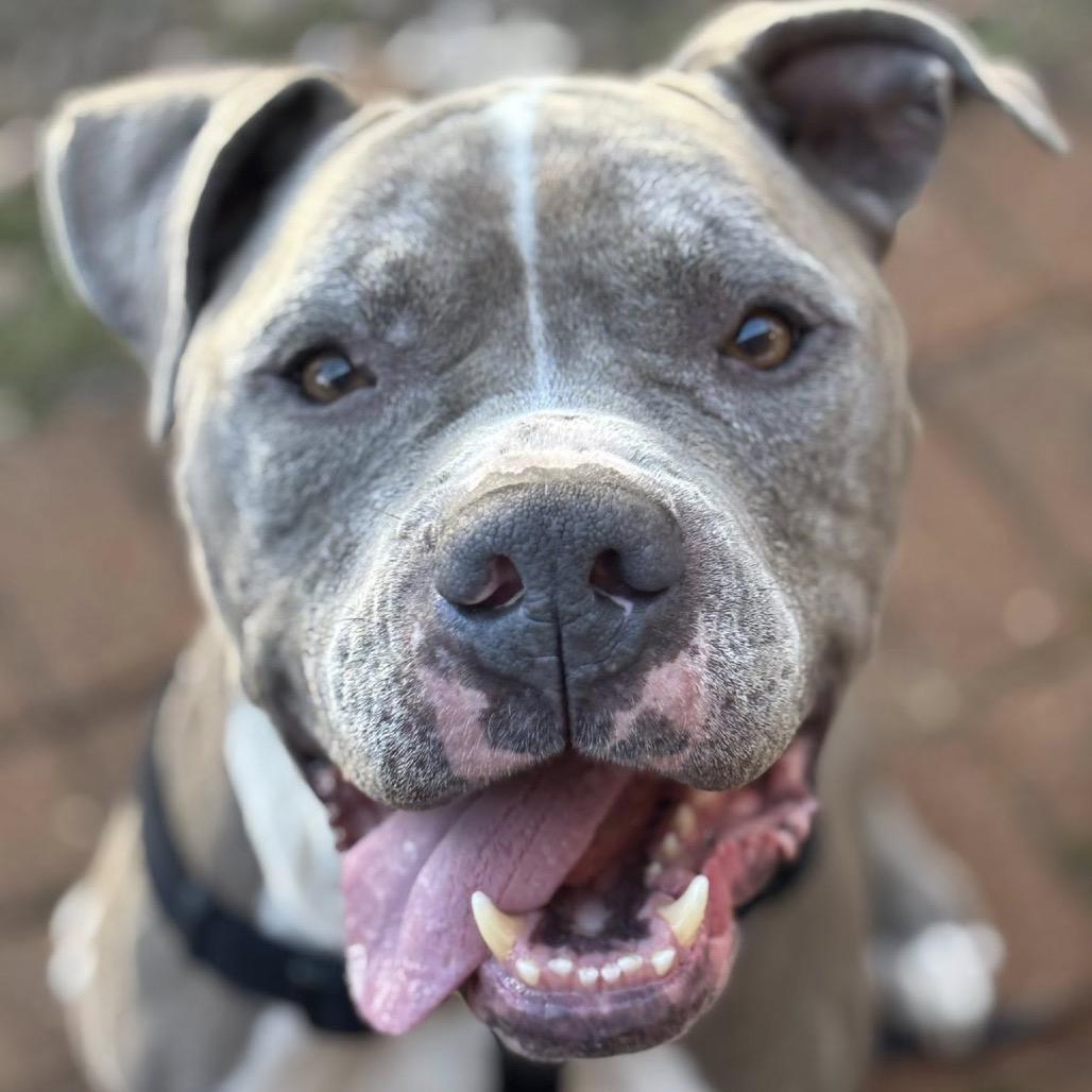 Nitro Nelly — thumbnail 4