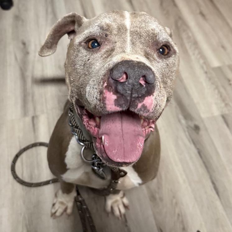 Nitro Nelly — thumbnail 5