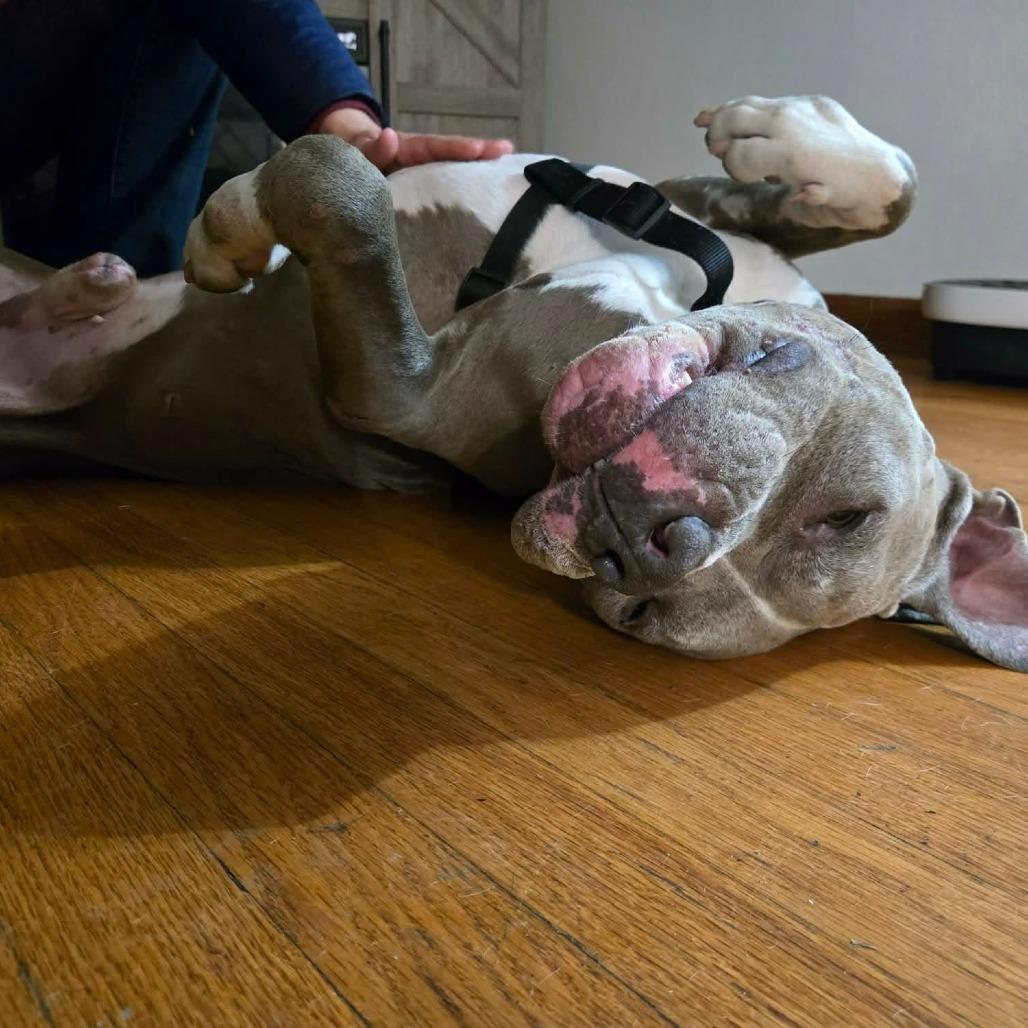 Nitro Nelly — thumbnail 6