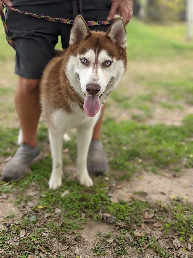 Titan, a Adoptable Husky in Mission, TX image 1/4