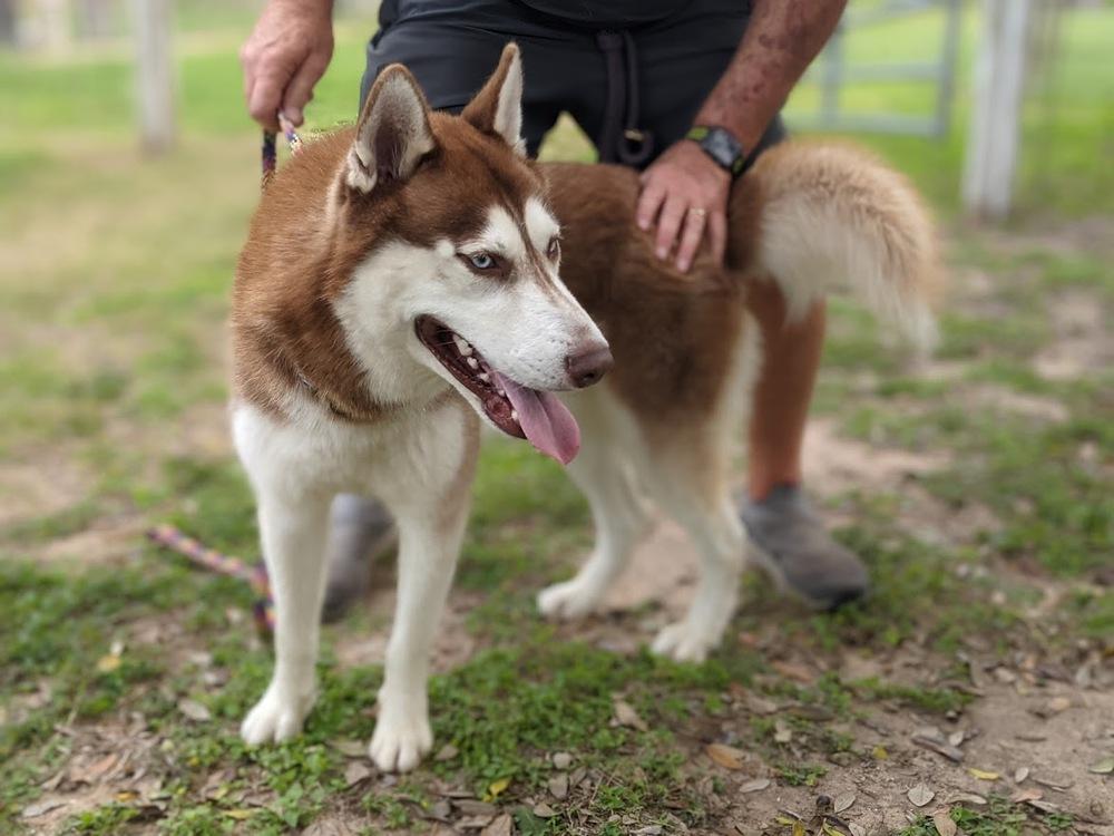 Titan, a Adoptable Husky in Mission, TX image 2/4