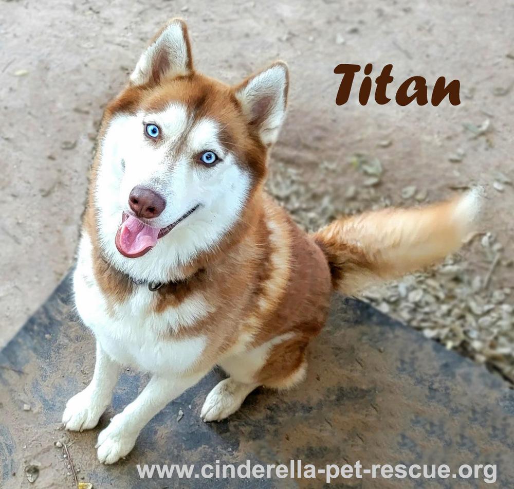 Titan, a Adoptable Husky in Mission, TX image 3/4