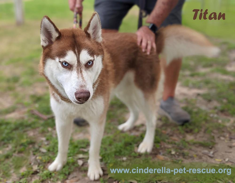 Titan, a Adoptable Husky in Mission, TX image 4/4