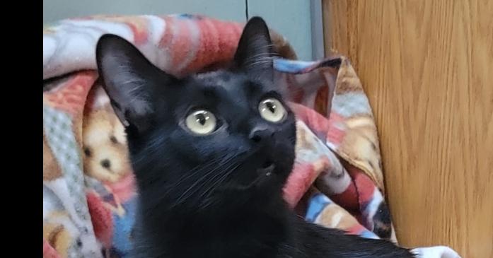 Enlarge Rosie-  Black Female- 1 1/2 year, a Adoptable mixed breed in Forest Knolls, CA image 2/3