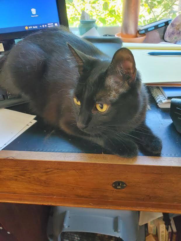 Enlarge Rosie-  Black Female- 1 1/2 year, a Adoptable mixed breed in Forest Knolls, CA image 3/3