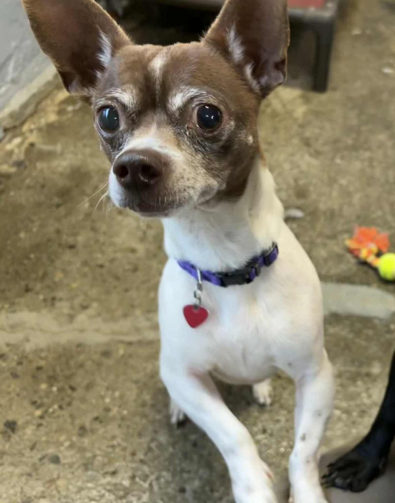 Louie, a Adoptable Chihuahua in Warren, MI image 1/4