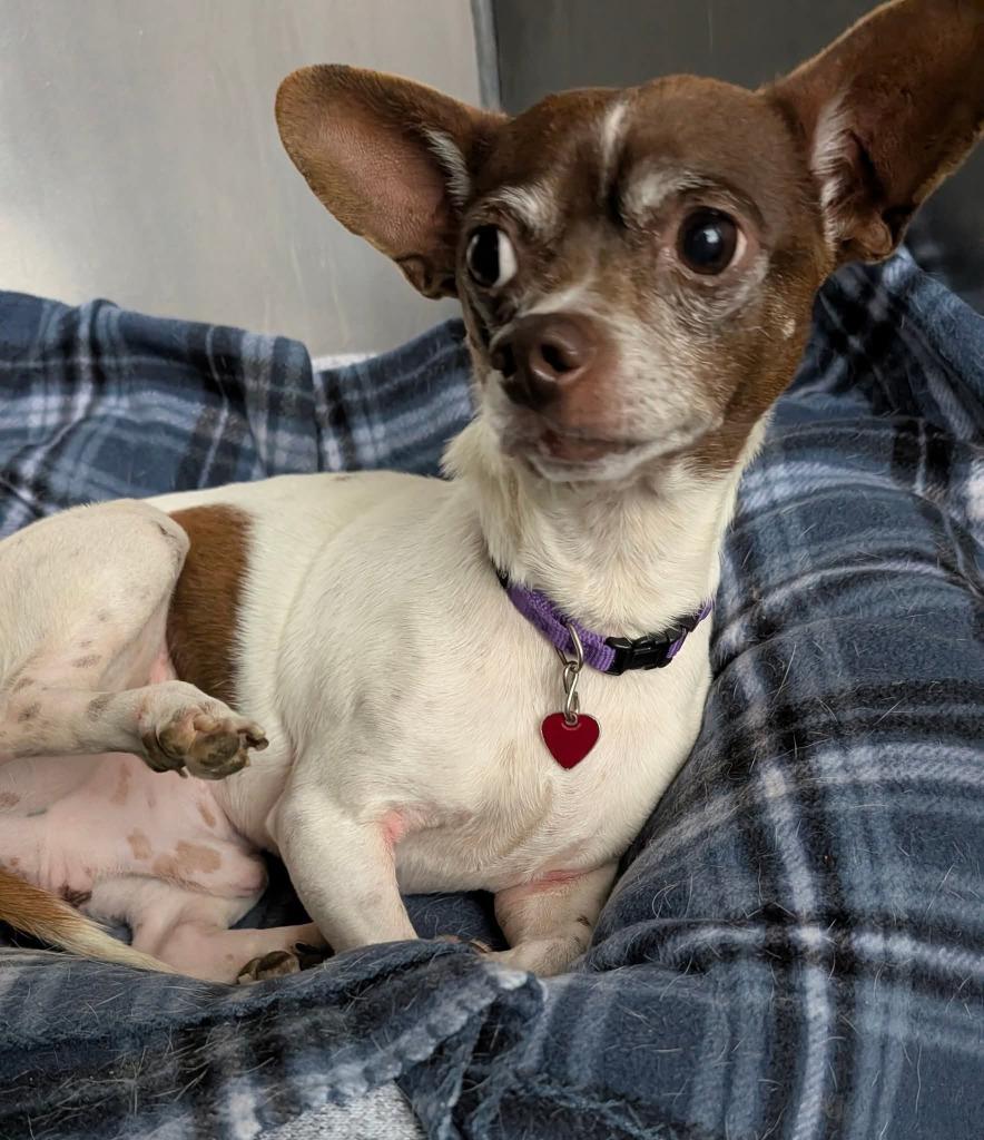 Louie, a Adoptable Chihuahua in Warren, MI image 2/4