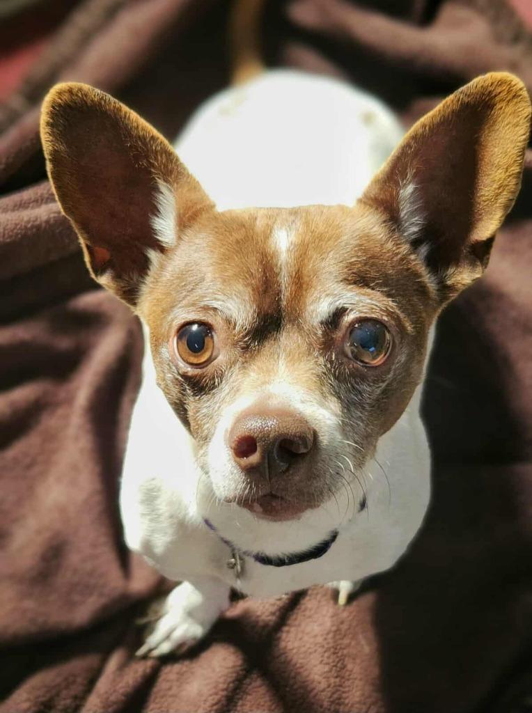 Louie, a Adoptable Chihuahua in Warren, MI image 3/4