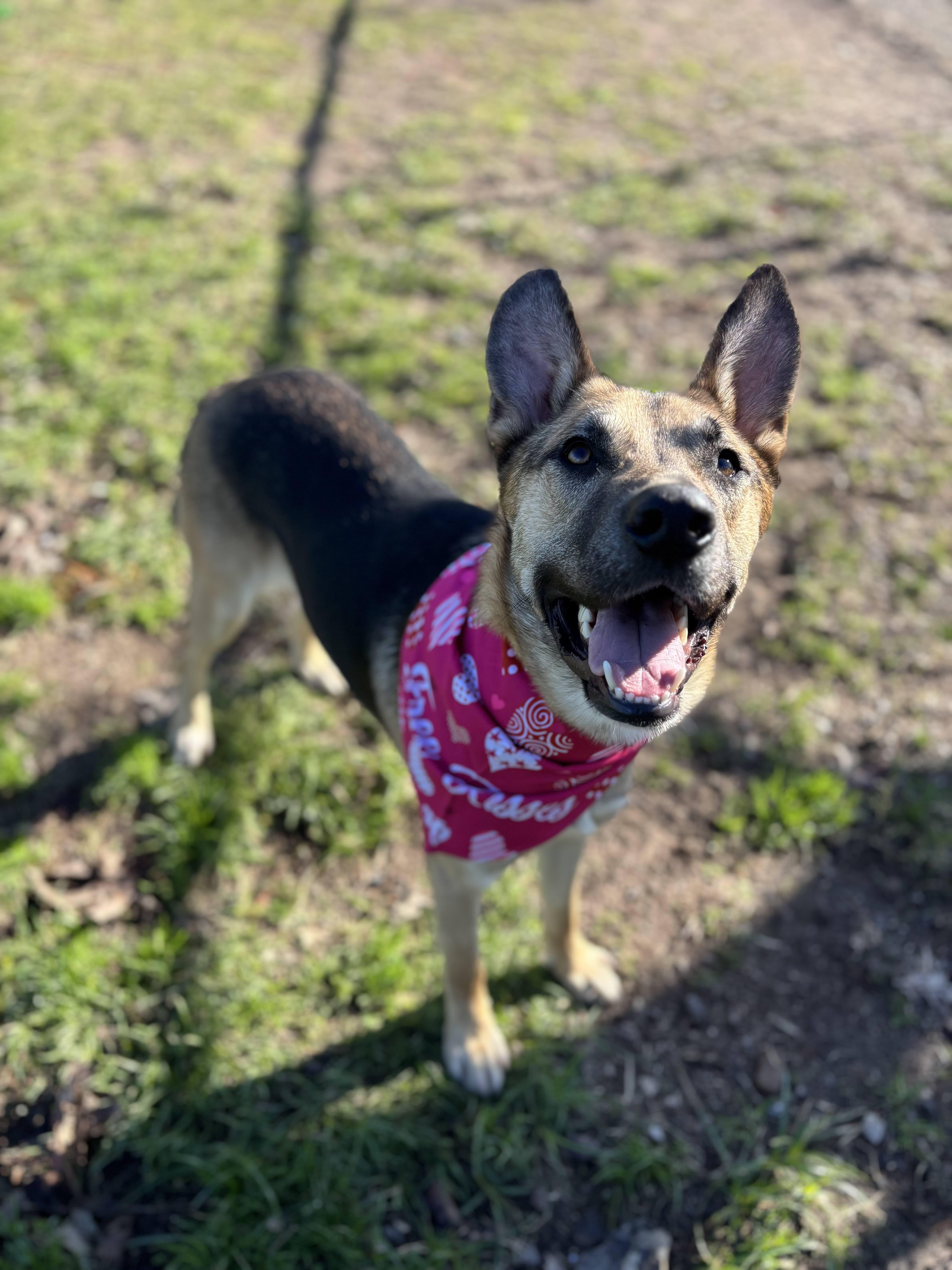 Enlarge Lucas( gentle, intelligent, house trained), a Adoptable mixed breed in Detroit, MI image 1/4