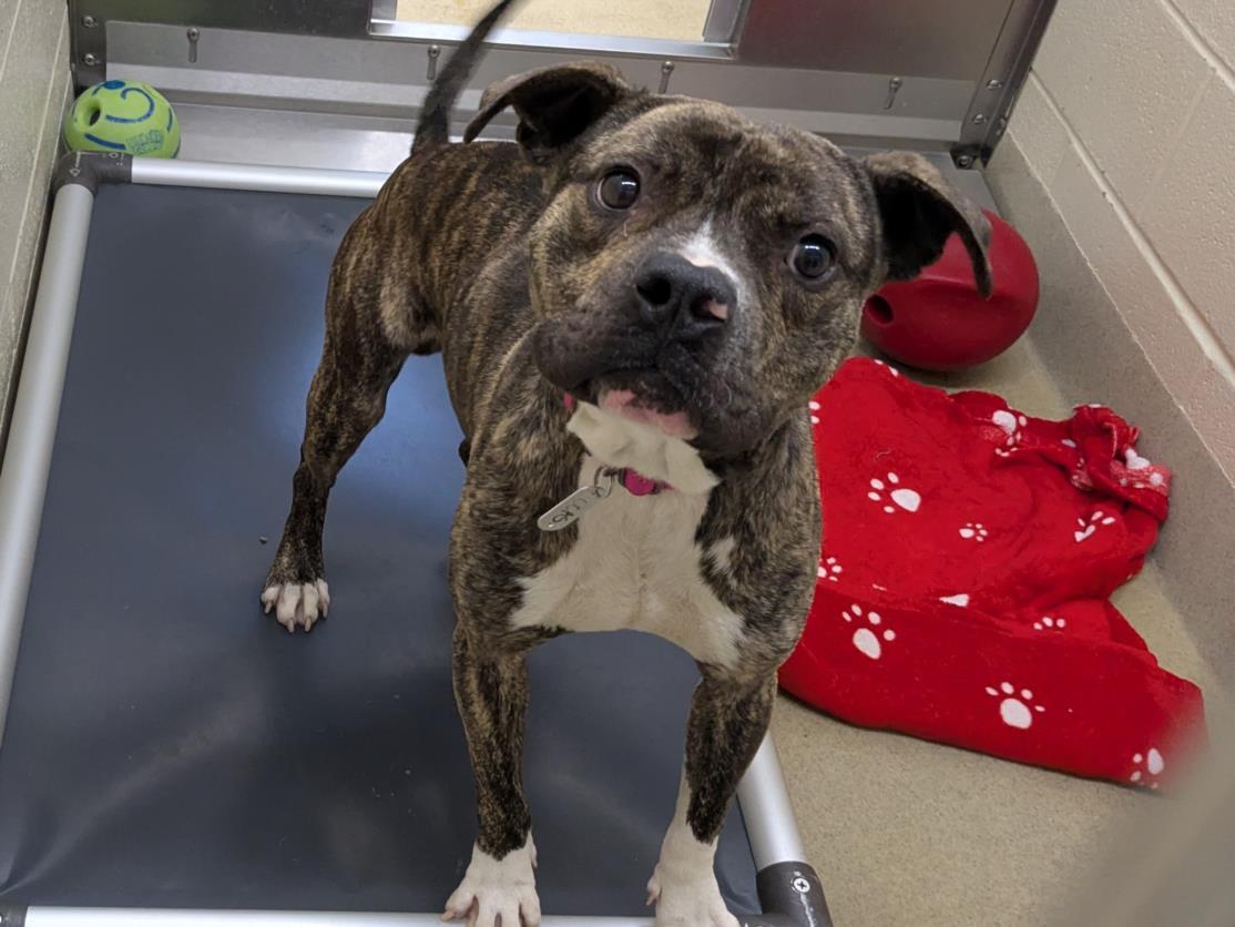 STEVE, Adoptable, Adult Male Pit Bull Terrier & Mixed Breed.