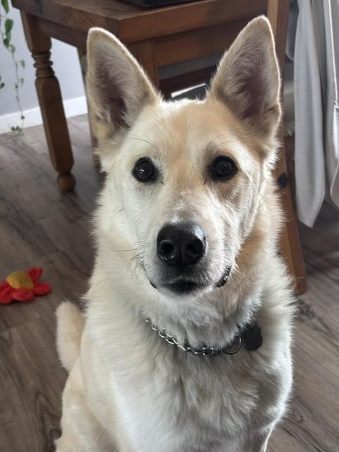 Nathan , an adoptable mixed breed in Winnipeg, MB image 5/5