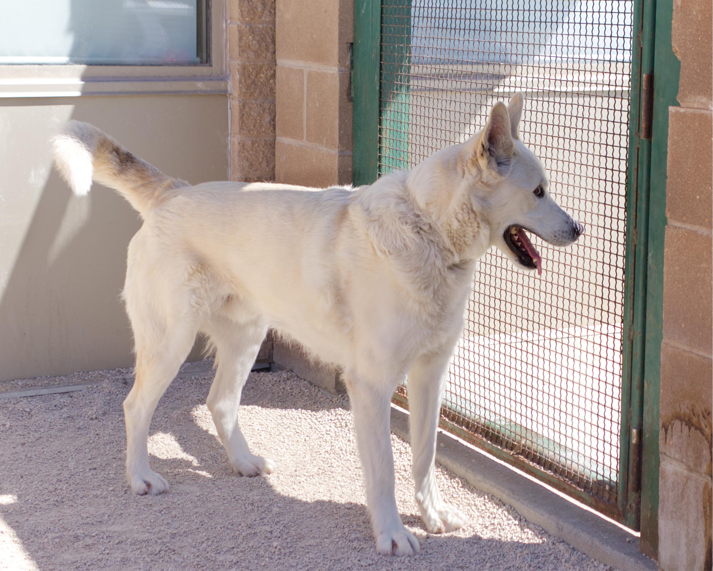 Enlarge Nathan , an adoptable mixed breed in Winnipeg, MB image 3/3