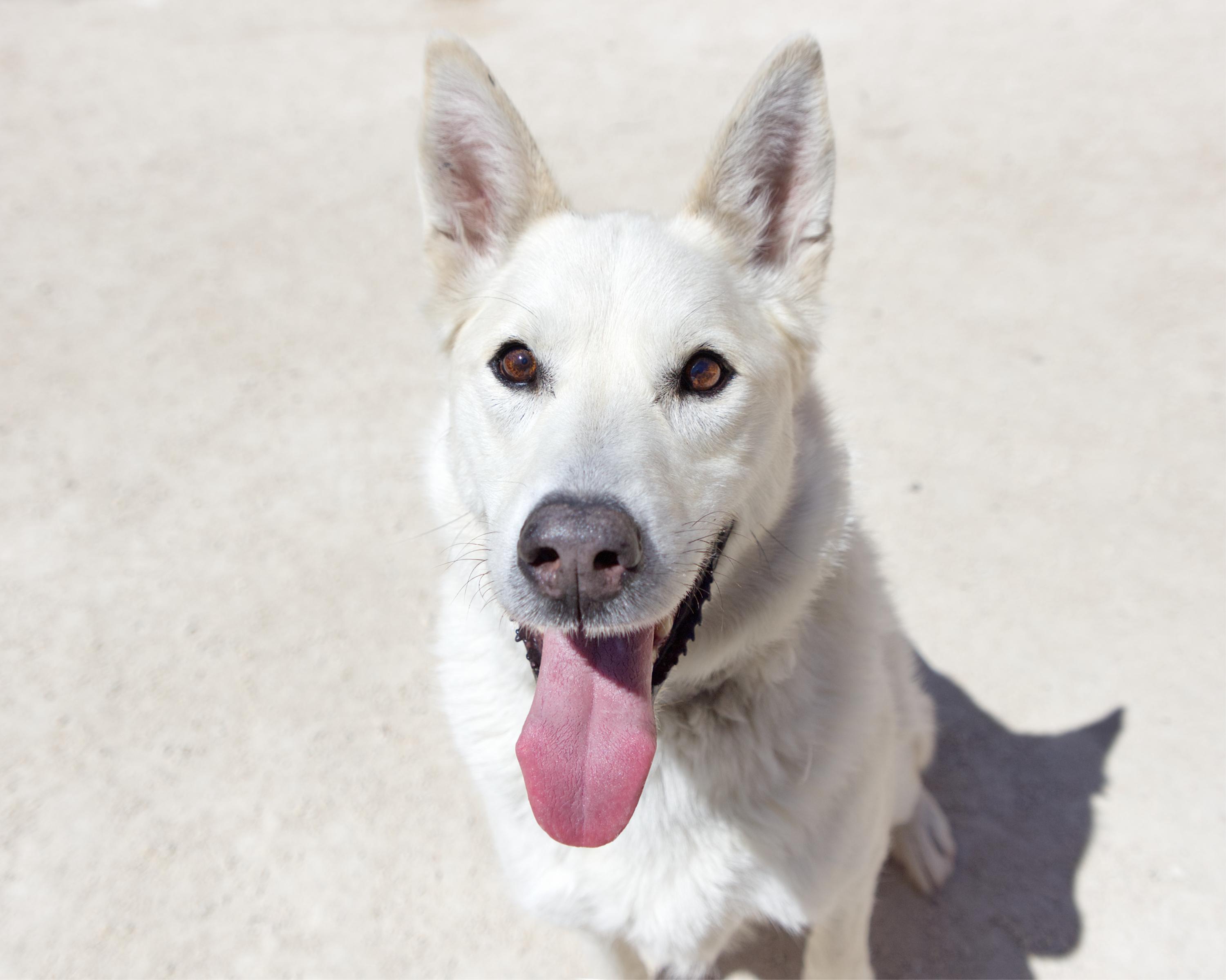 Nathan , adoptable, Senior Male Husky.