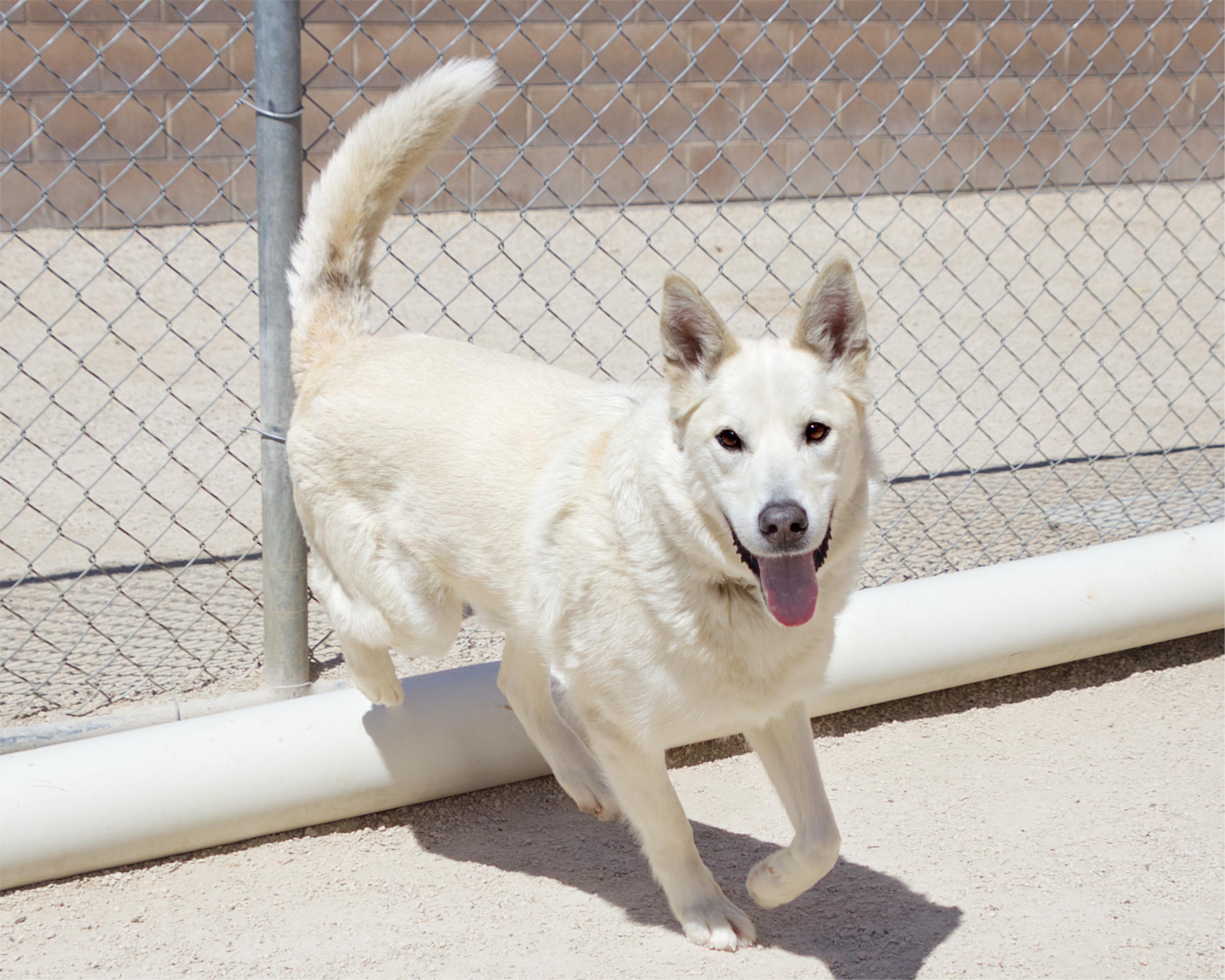 Enlarge Nathan , an adoptable mixed breed in Winnipeg, MB image 2/3