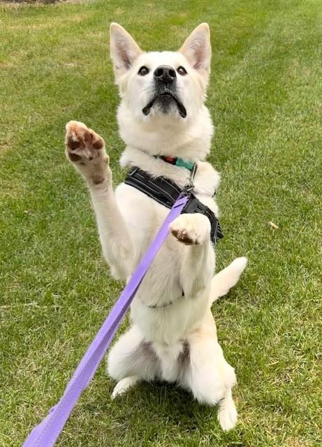 Nathan , an adoptable mixed breed in Winnipeg, MB image 4/5