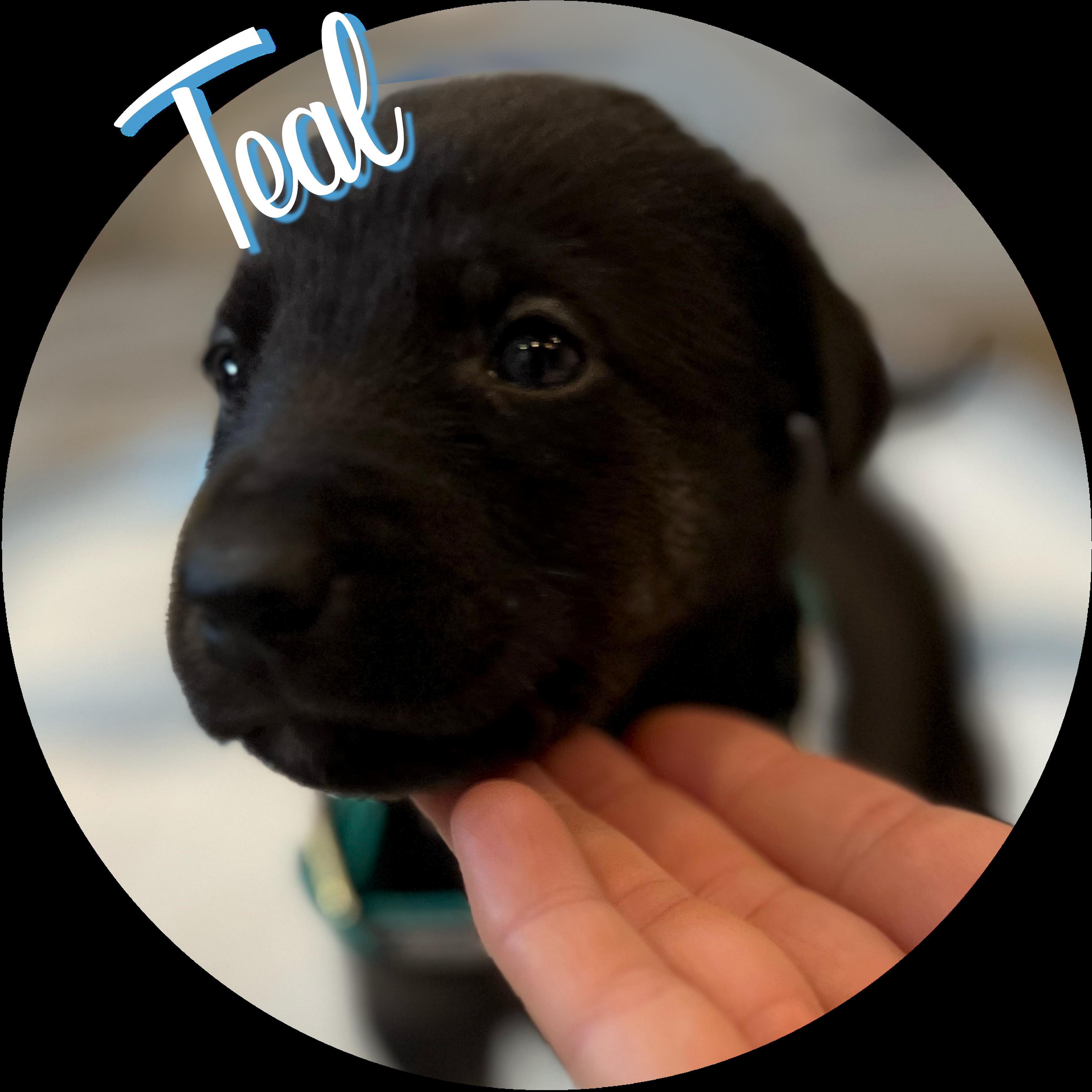 Enlarge Teal Puppy, a Adopted mixed breed in Wasilla, AK image 1/1
