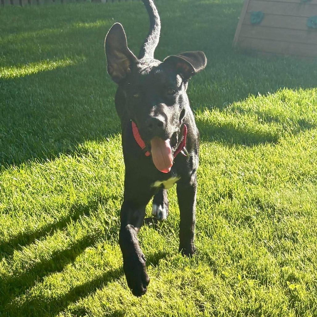 Miley, Adoptable, Young Female Black Labrador Retriever & Great Dane.