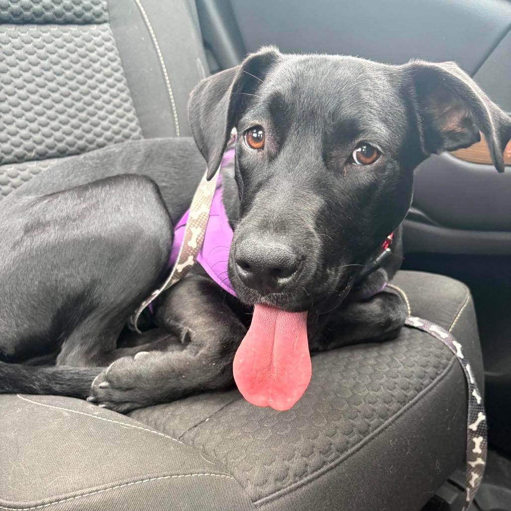 Enlarge Miley, a Adoptable mixed breed in Overland Park, KS image 2/4