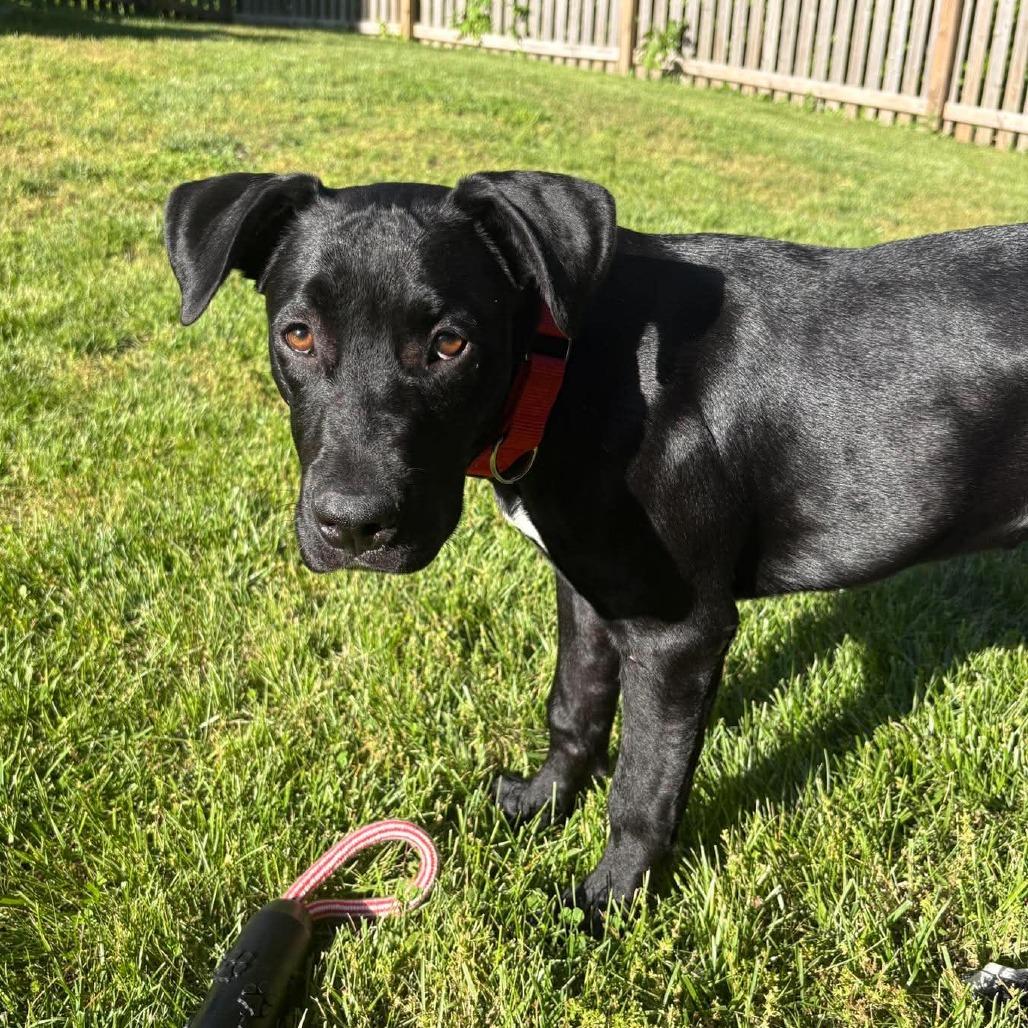 Enlarge Miley, a Adoptable mixed breed in Overland Park, KS image 3/4