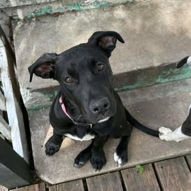 Enlarge Miley, a Adoptable mixed breed in Overland Park, KS image 4/4